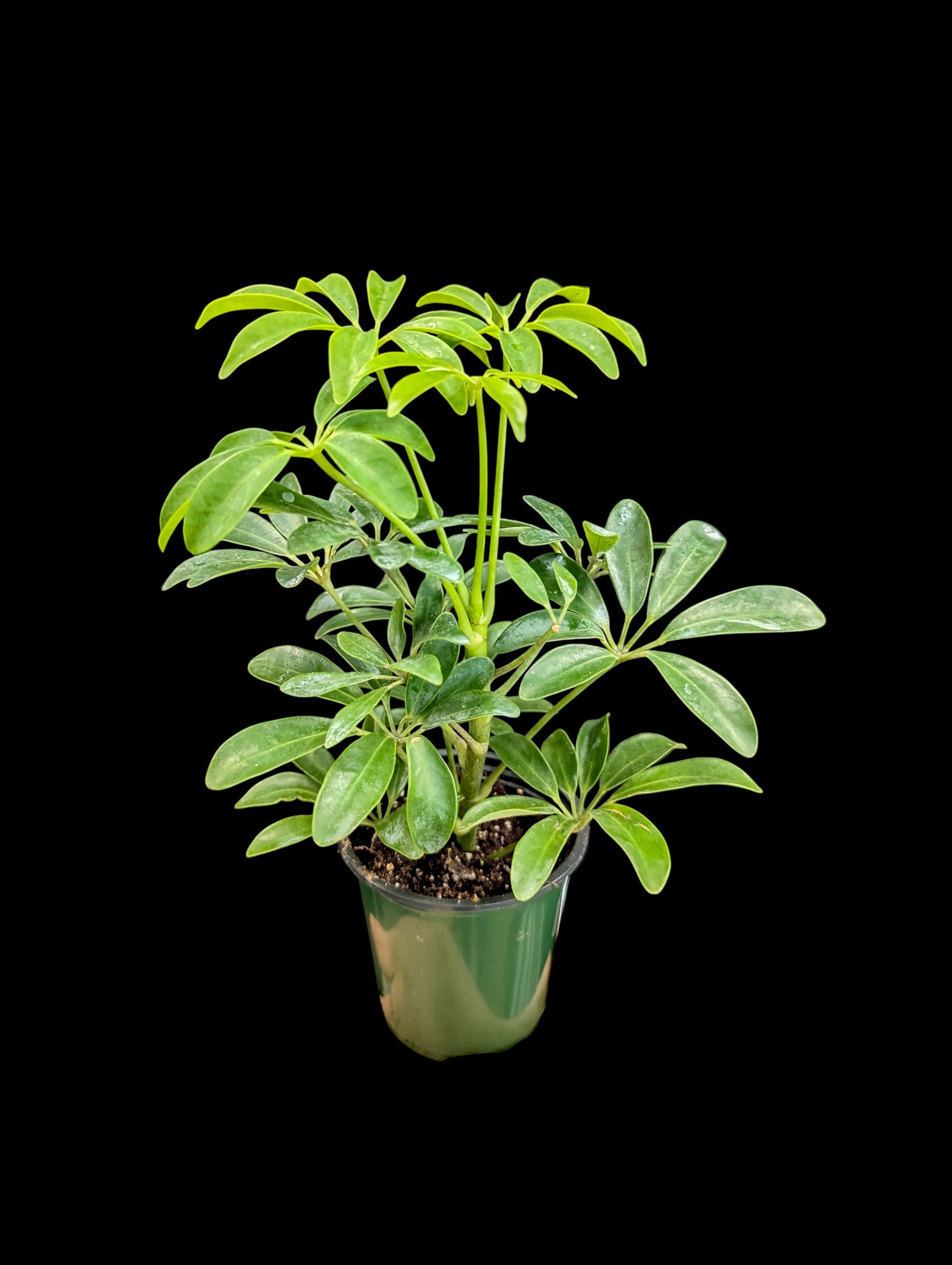 Schefflera arboricola