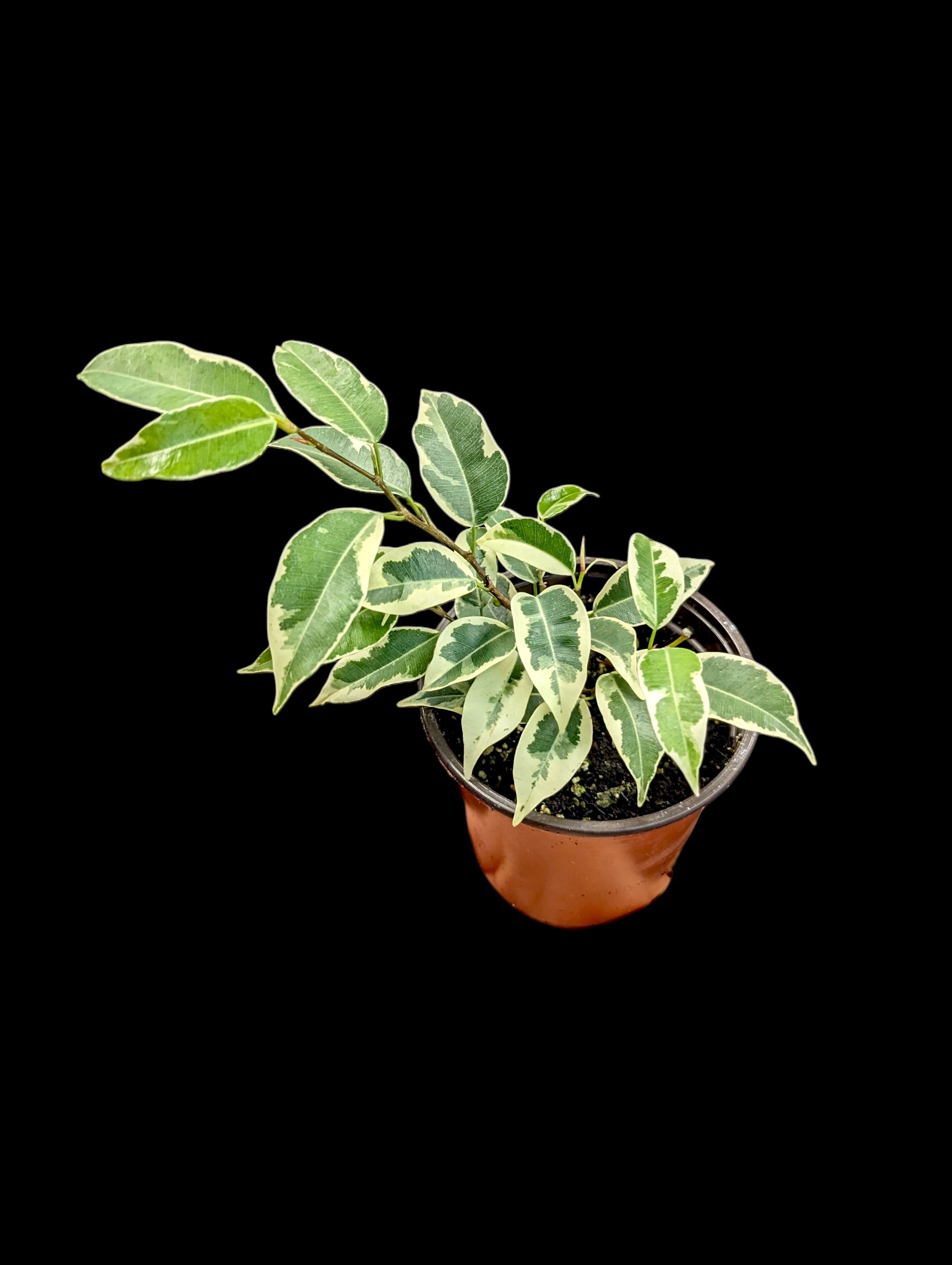 Ficus benjamina 'Starlight'