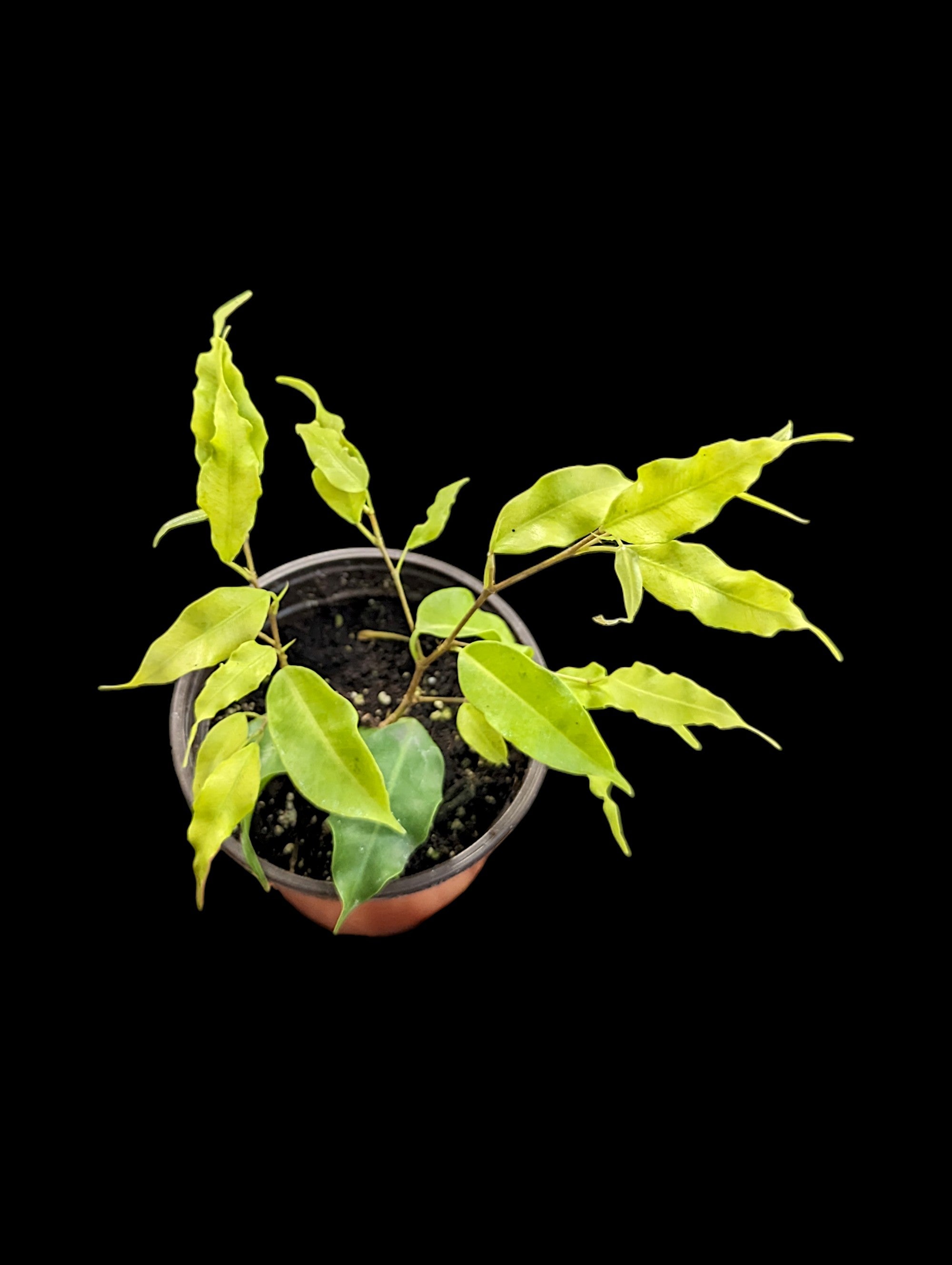 Ficus benjamina Neon
