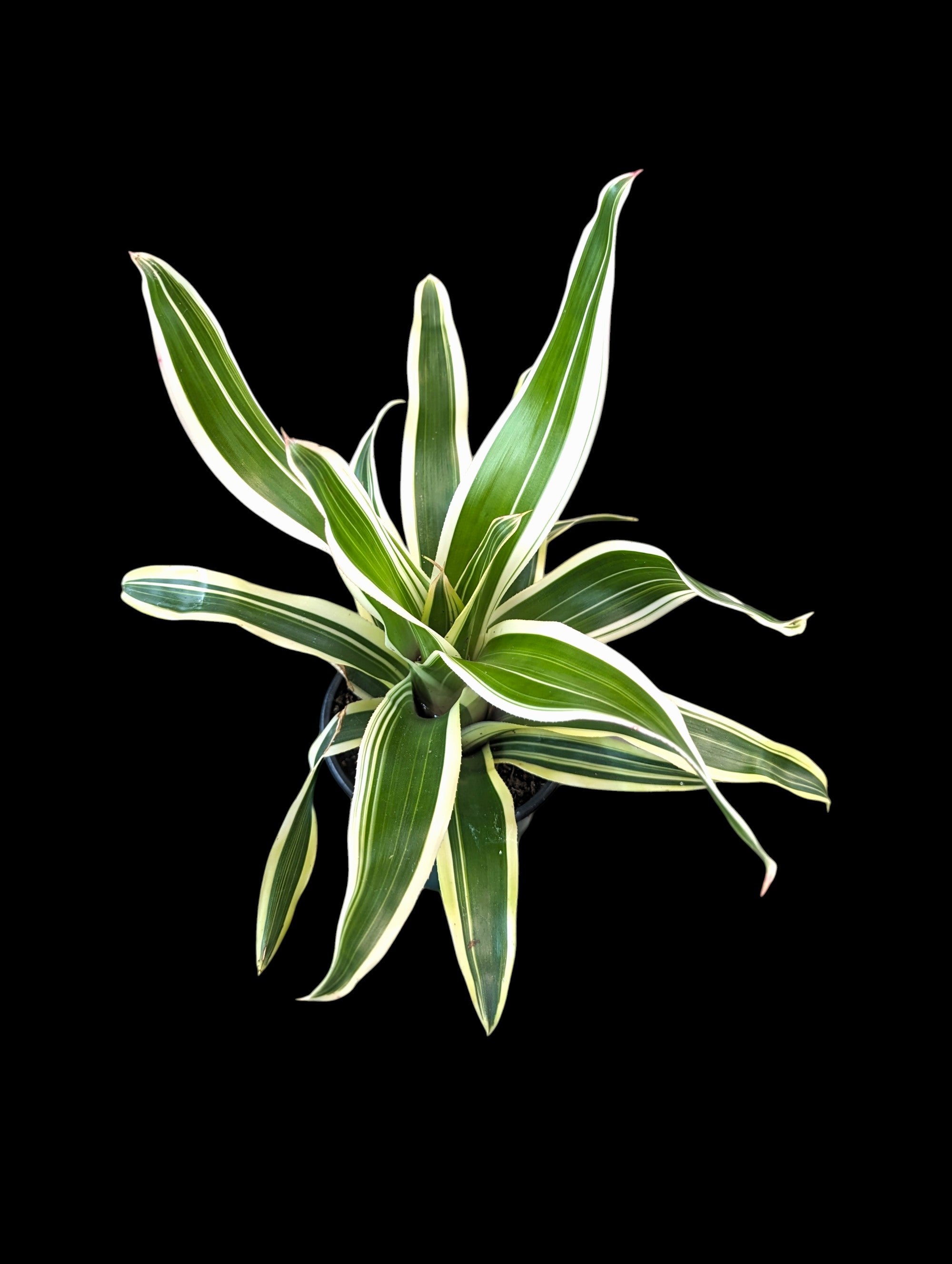 Assortiment de Neoregelia (en pot)