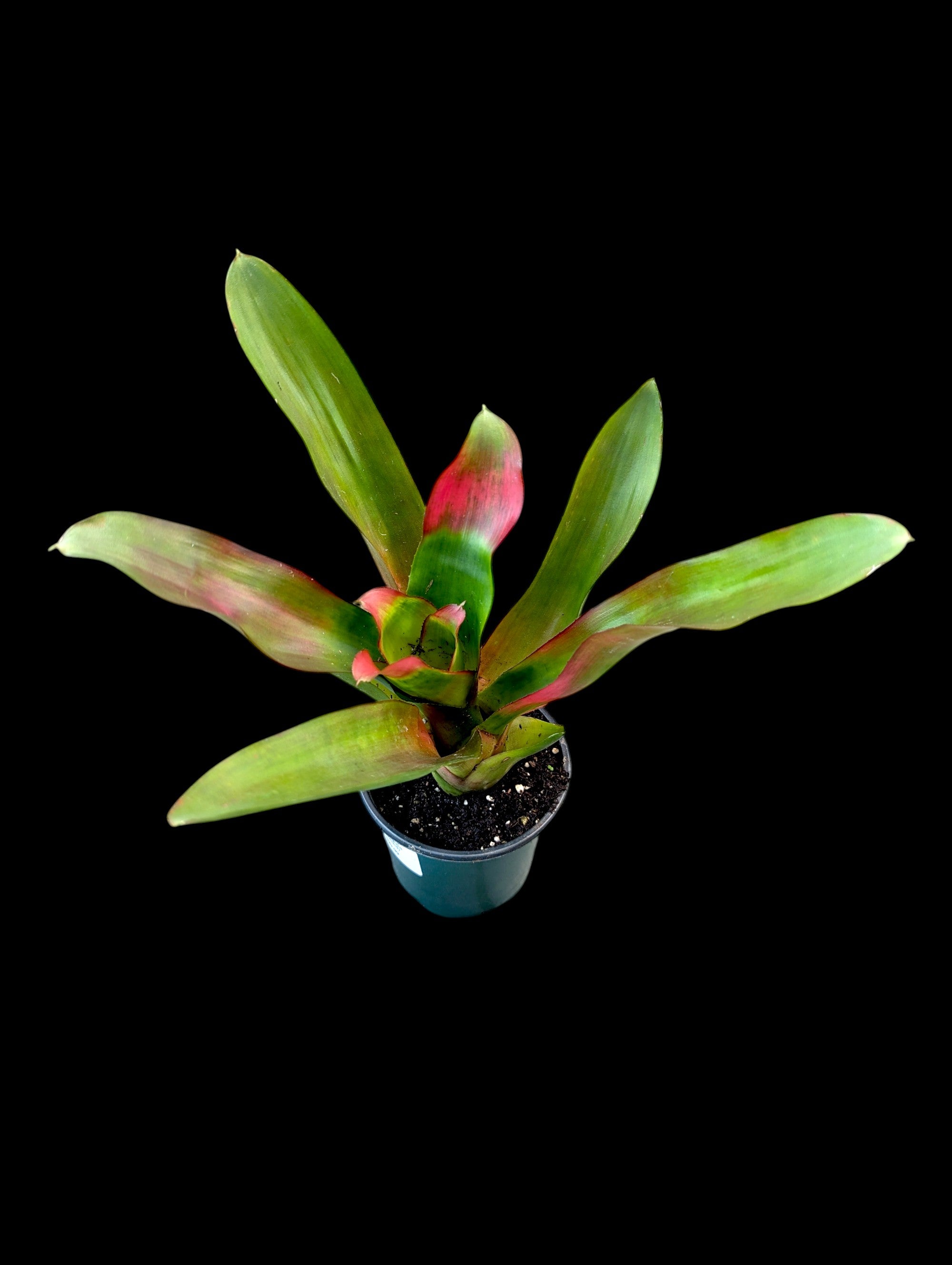 Assortiment de Neoregelia (en pot)