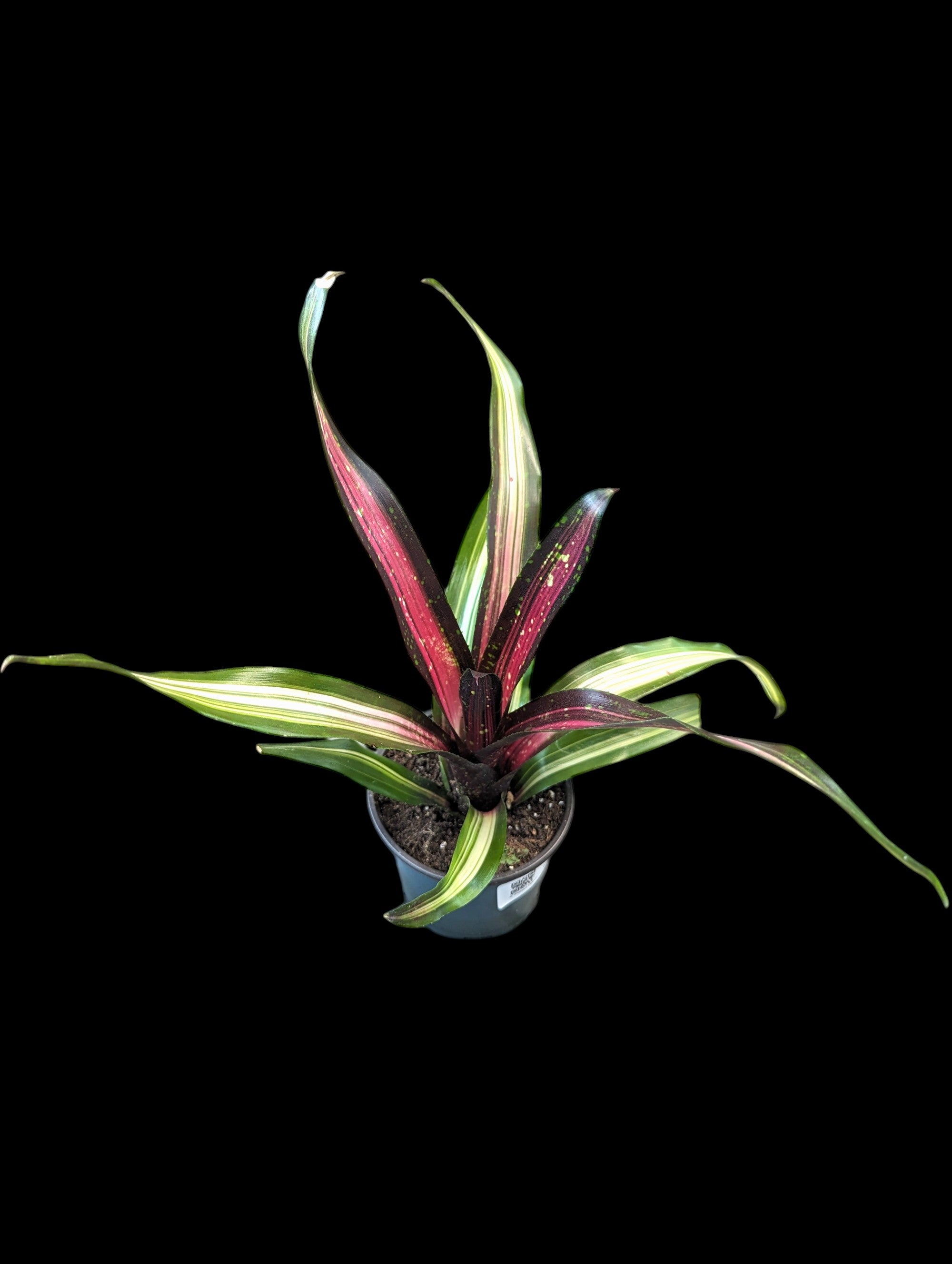 Assortiment de Neoregelia (en pot)