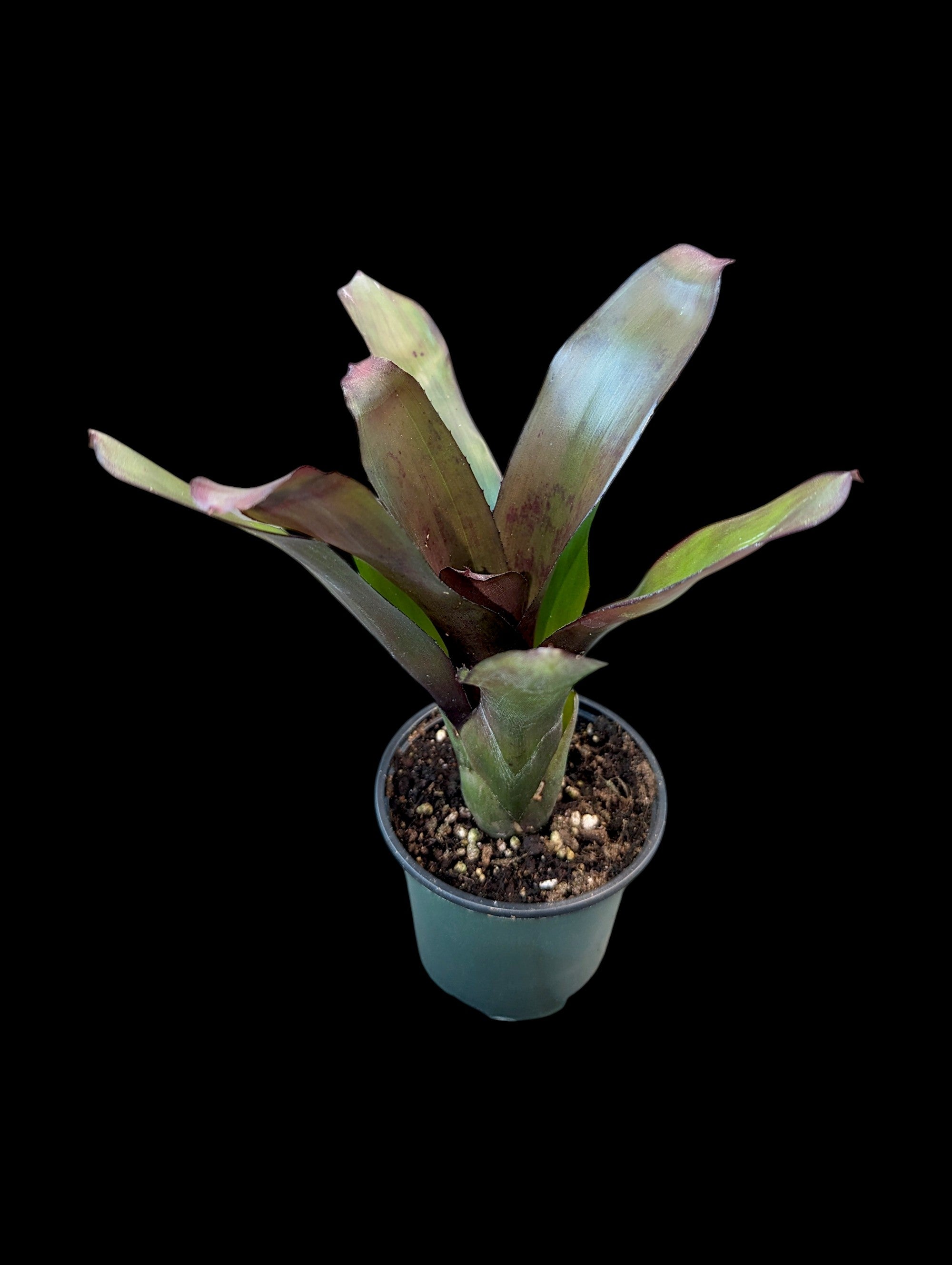 Assortiment de Neoregelia (en pot)