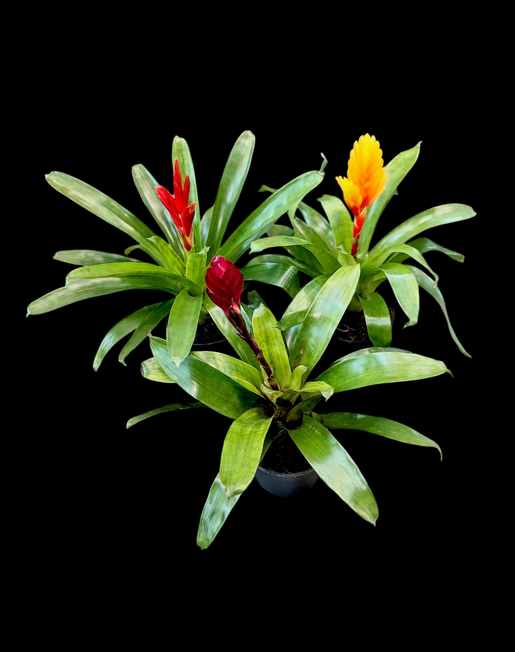 Assorted Vriesea