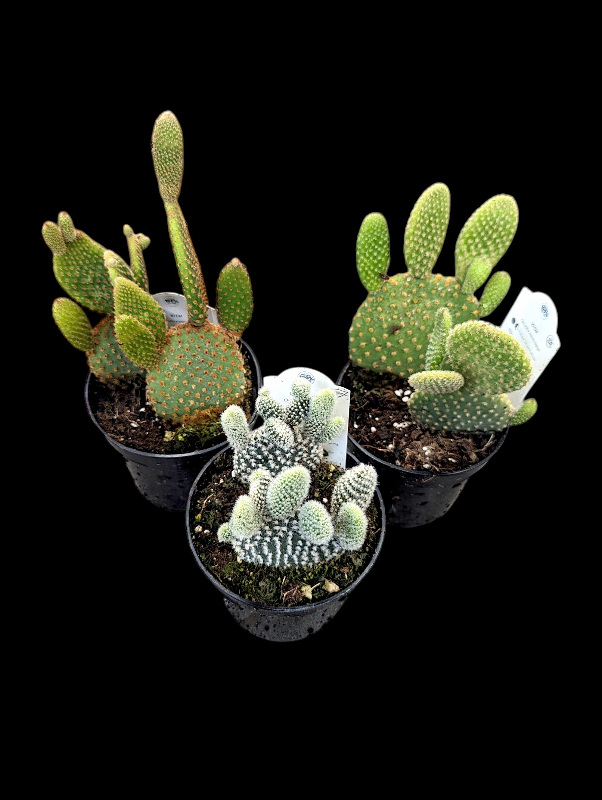 Opuntia