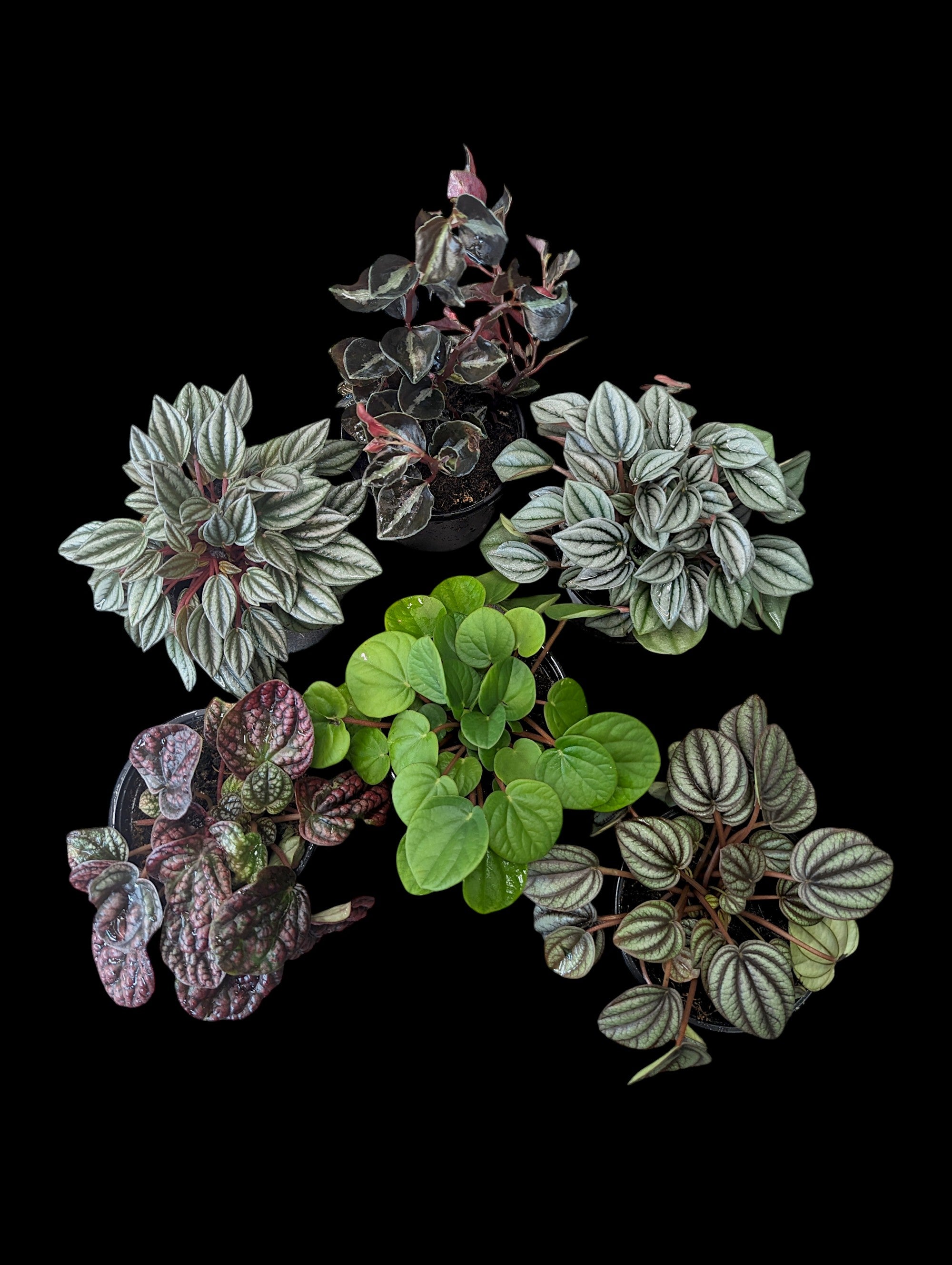 Assorted Peperomias