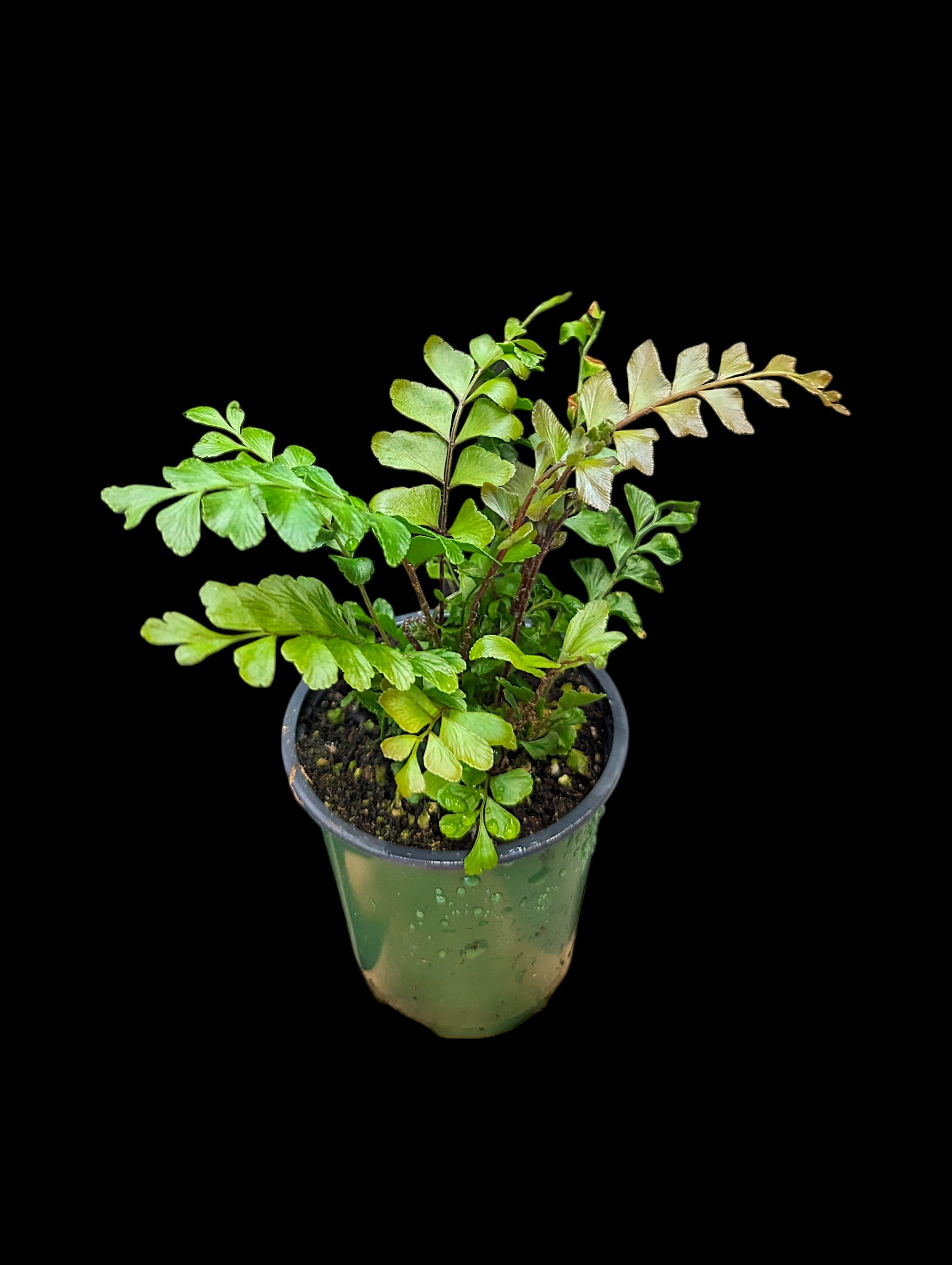 Mahogany Fern