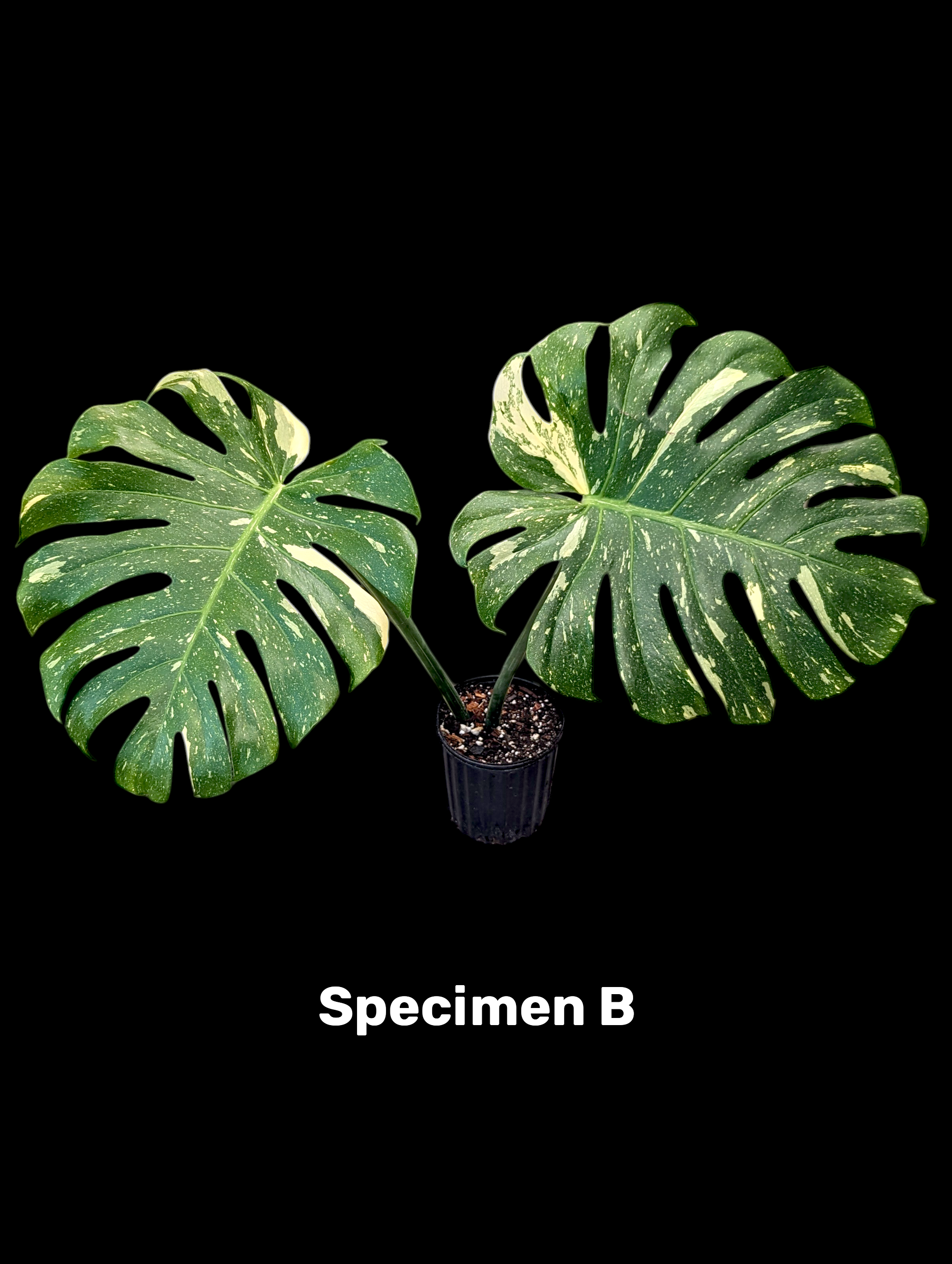 Monstera Thai Constellation