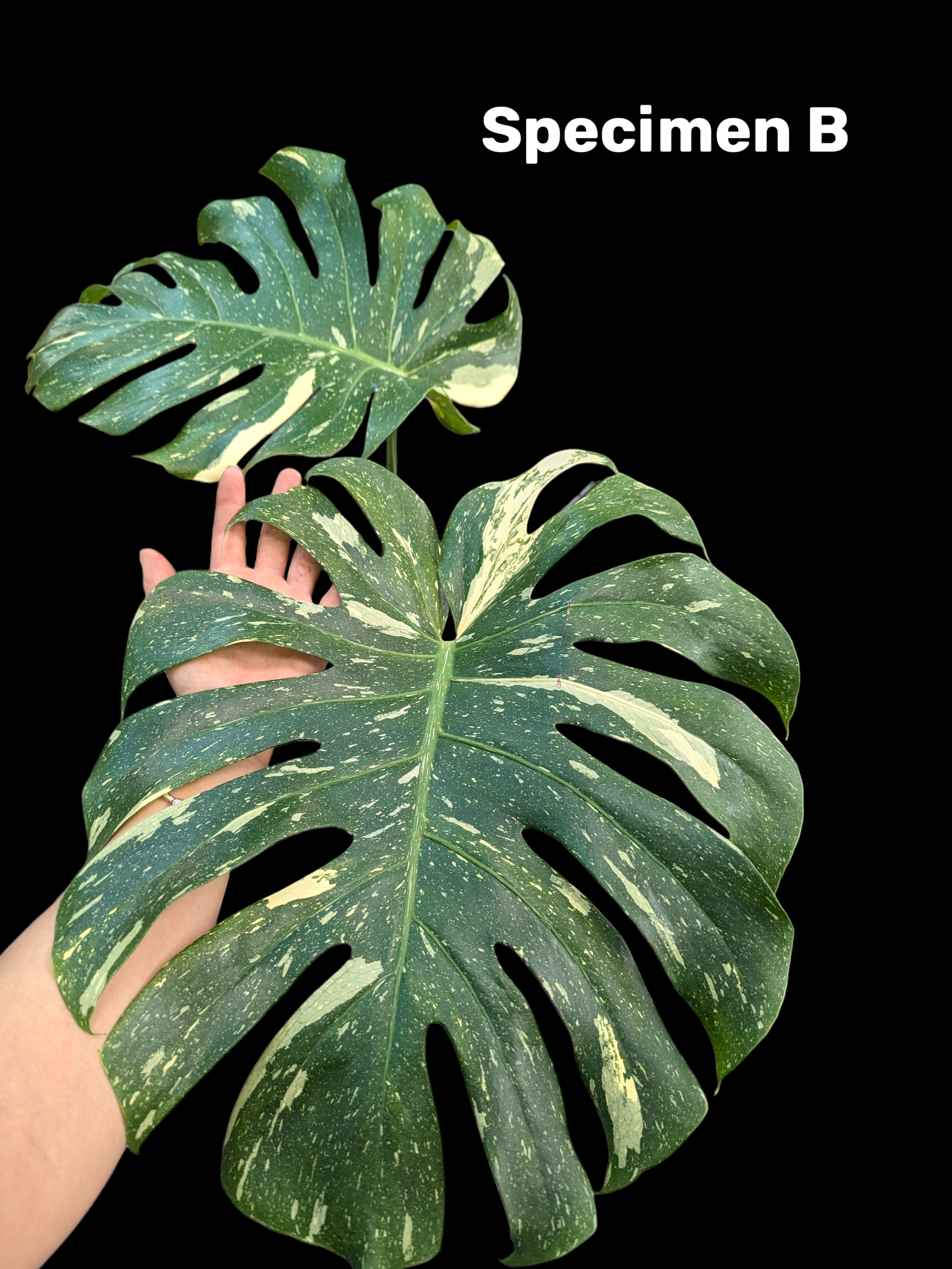 Monstera Thai Constellation