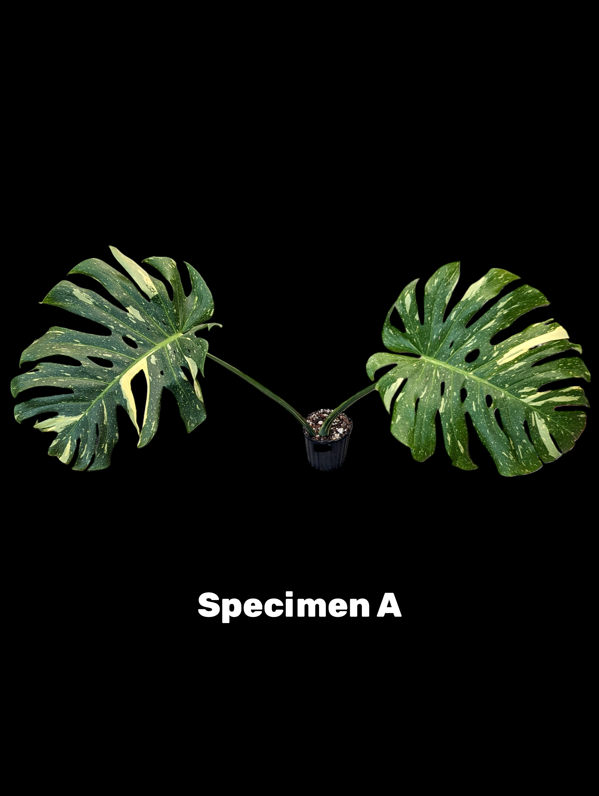 Monstera Thai Constellation