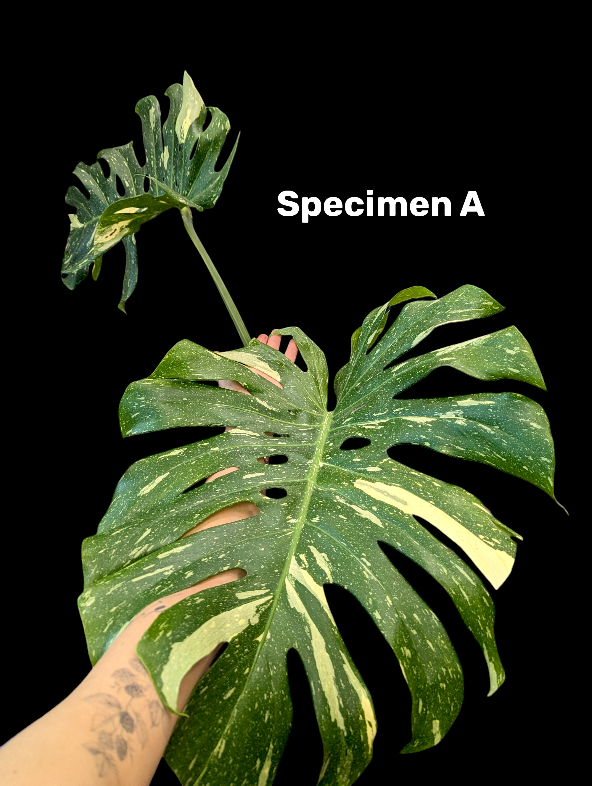 Monstera Thai Constellation