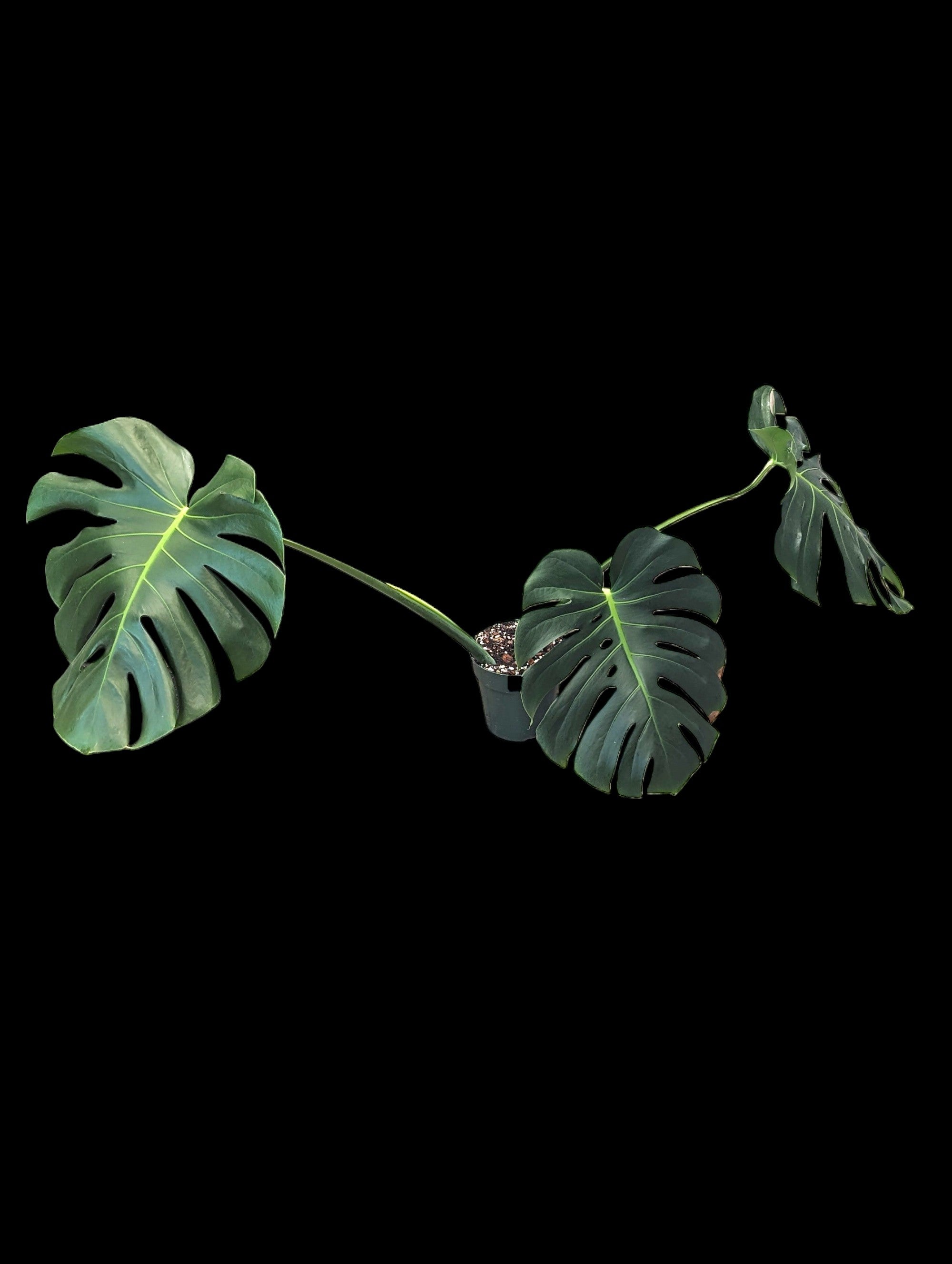 Monstera deliciosa
