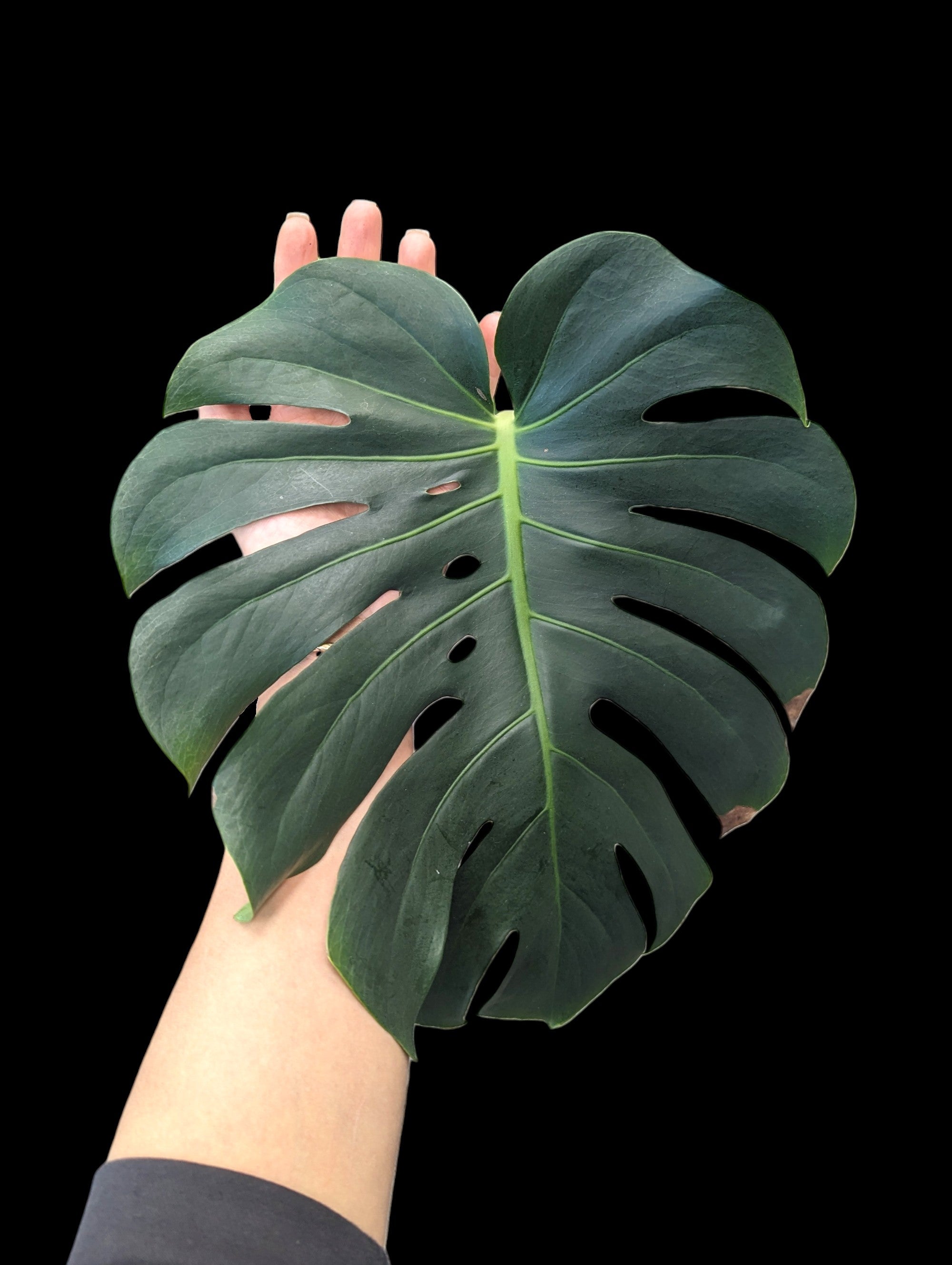 Monstera deliciosa
