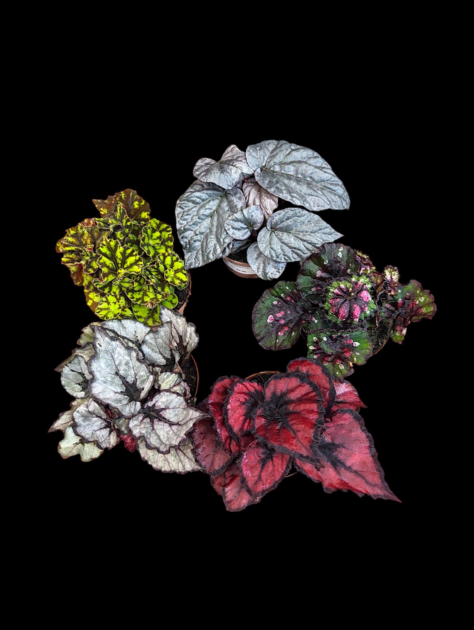 Assorted Rex Begonias