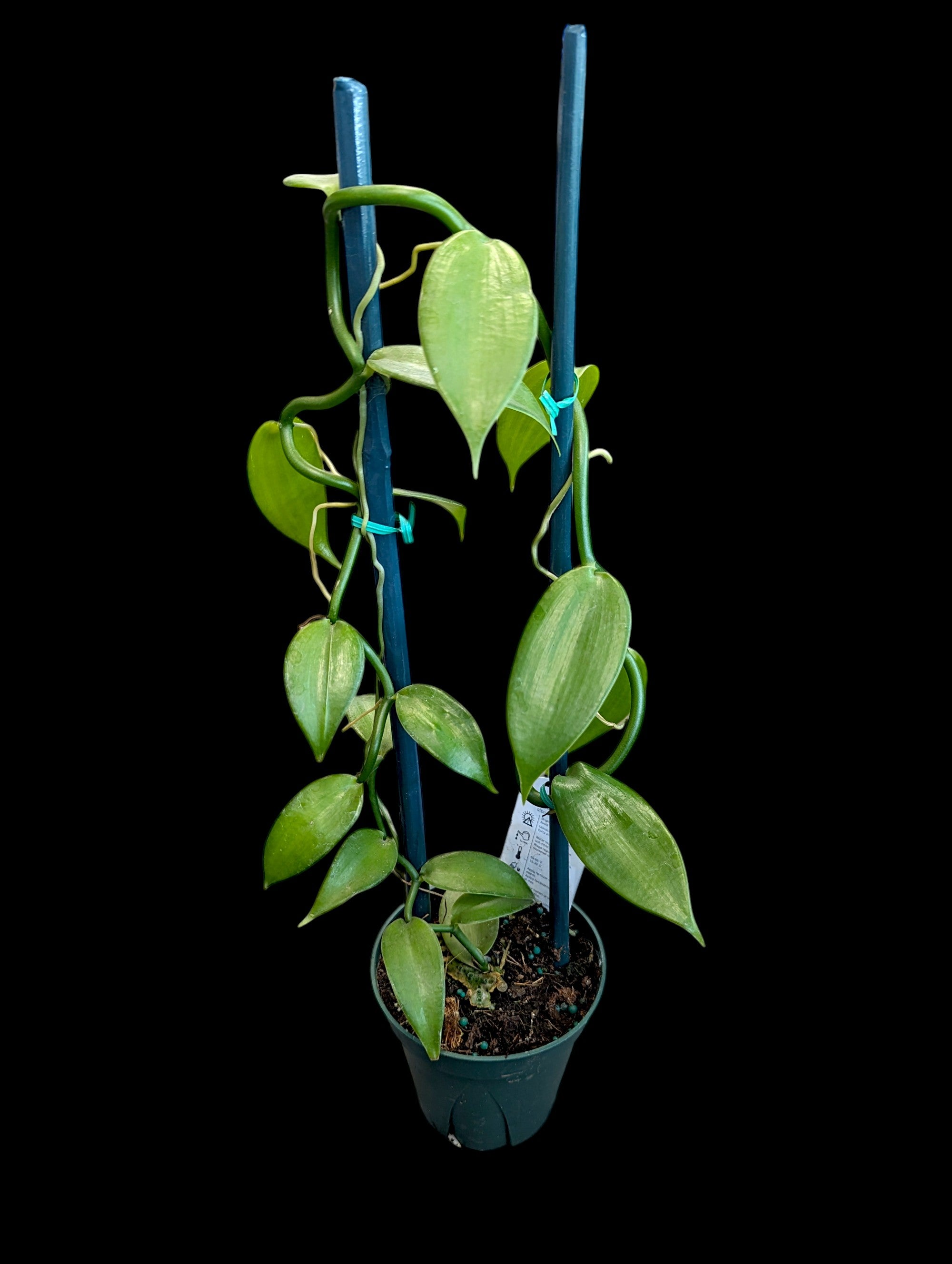 Orchidée vanille panachée