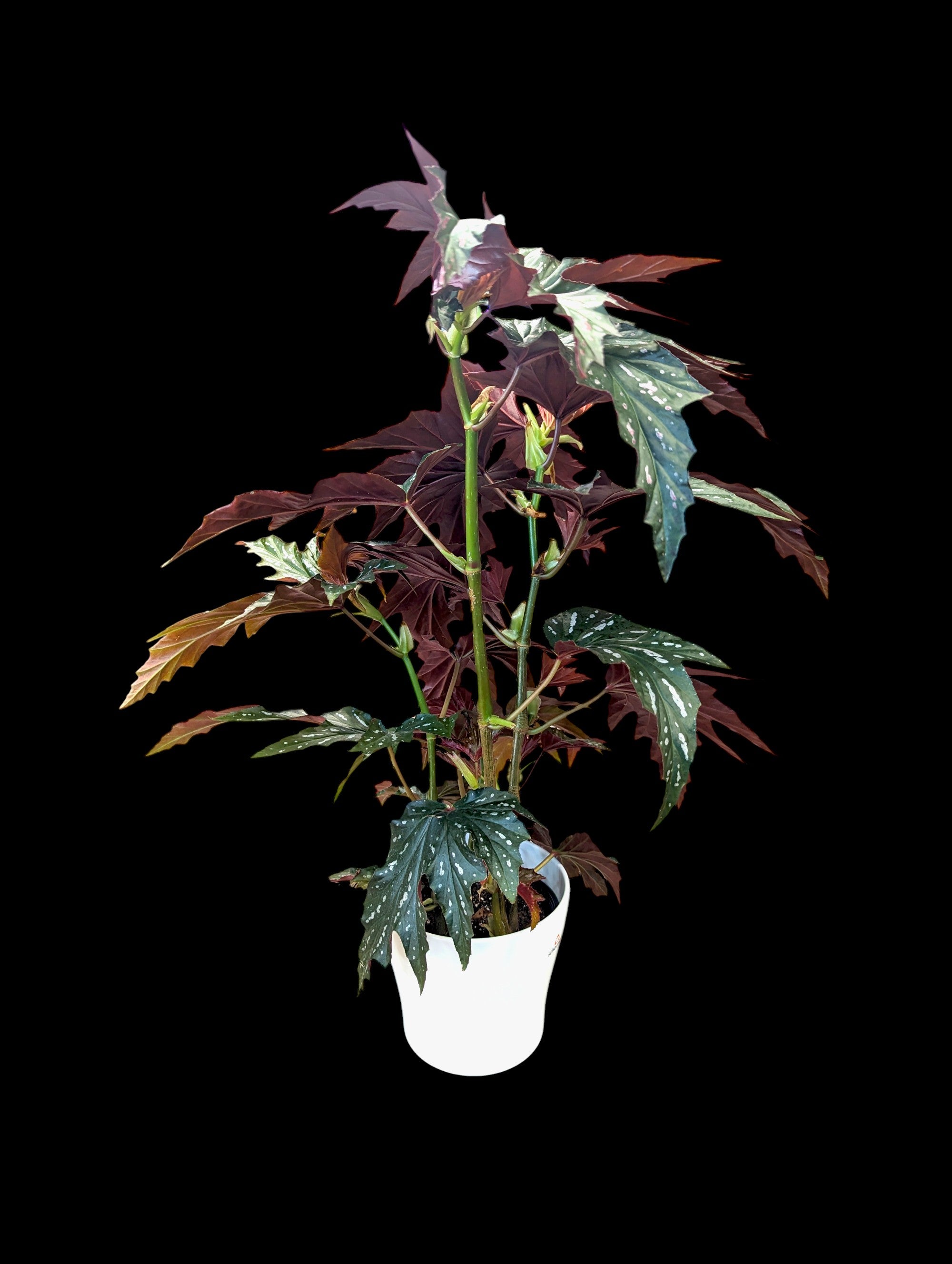 Bégonia aile d'ange