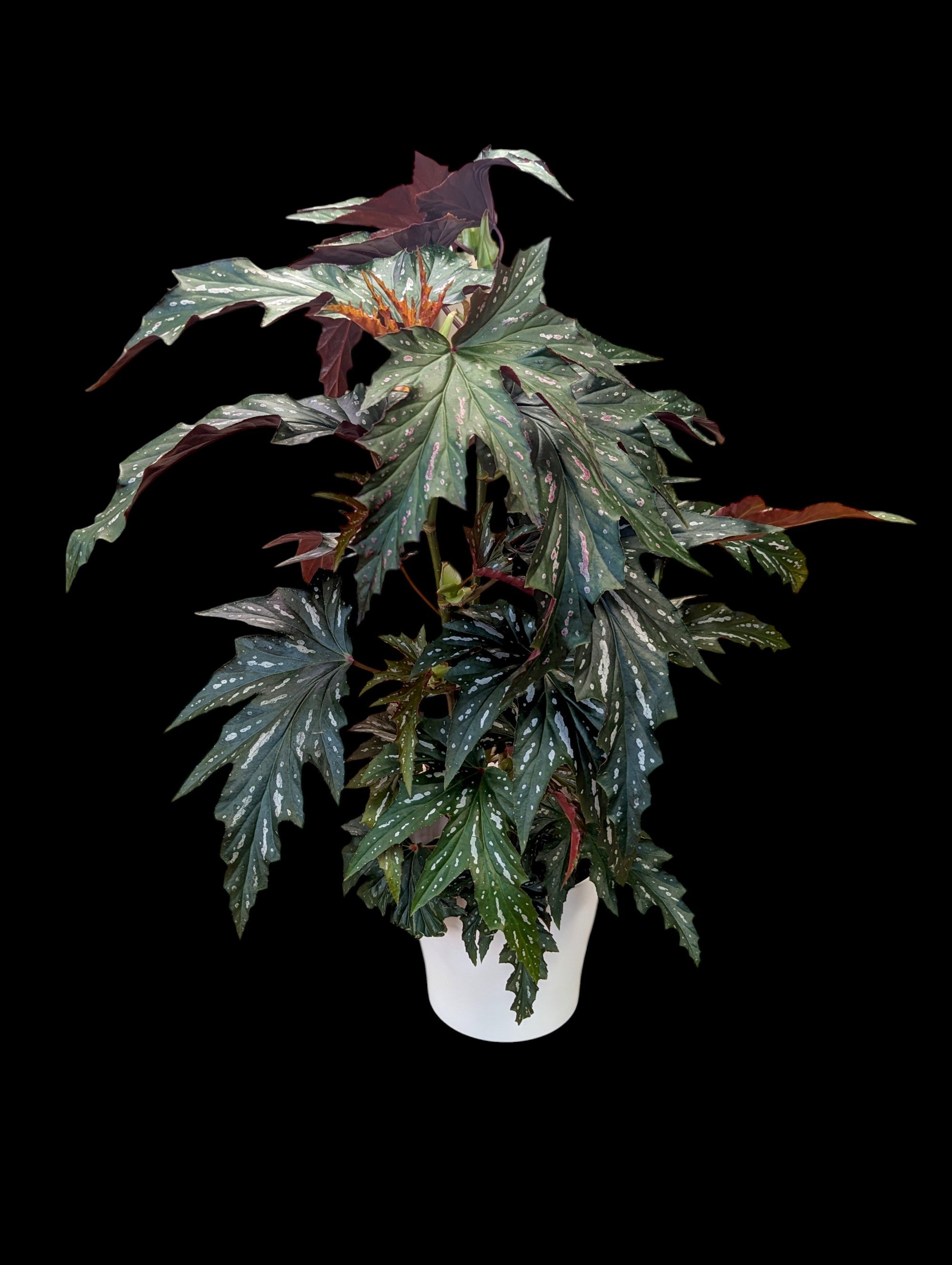 Bégonia aile d'ange