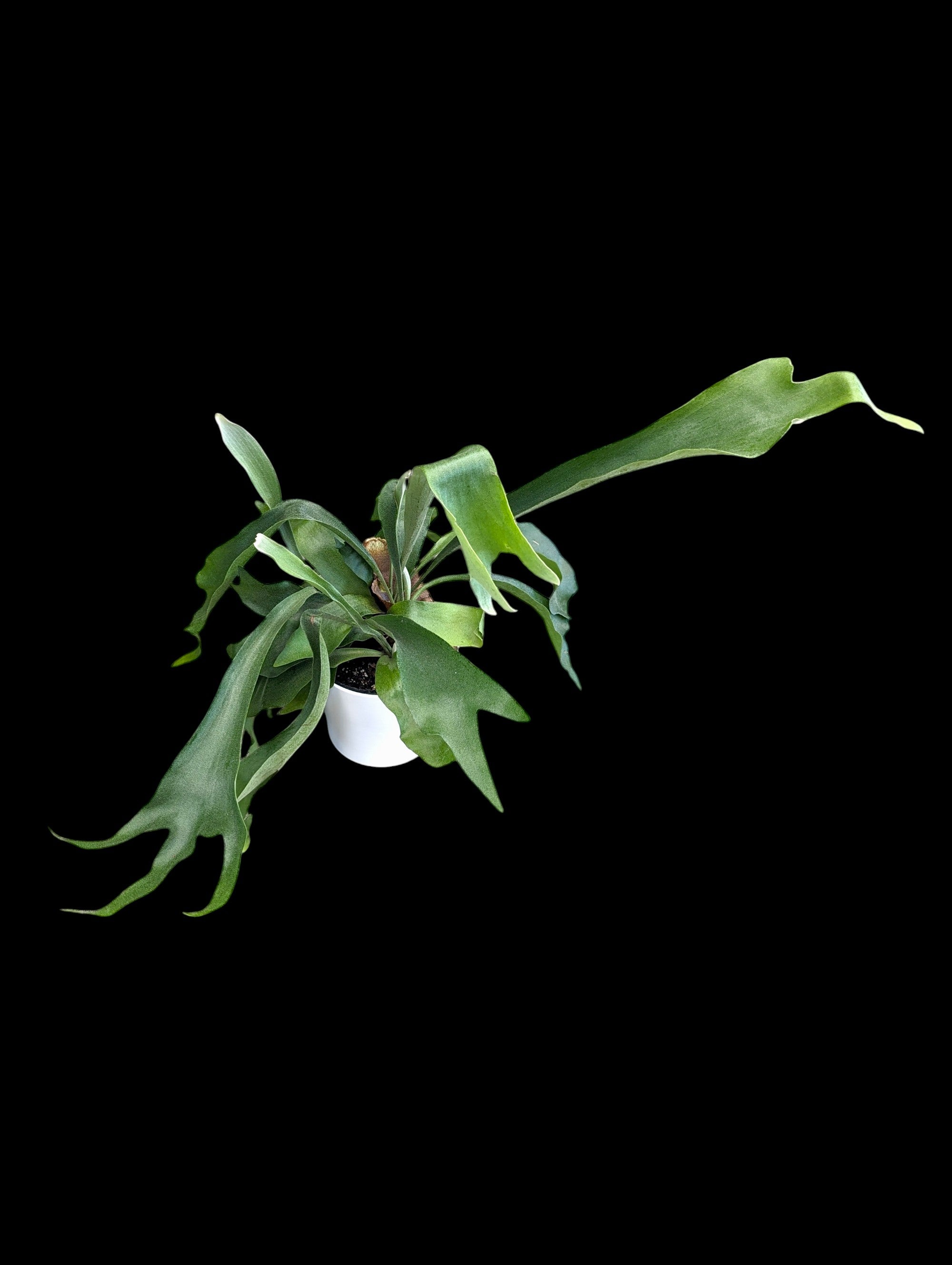 Staghorn Fern