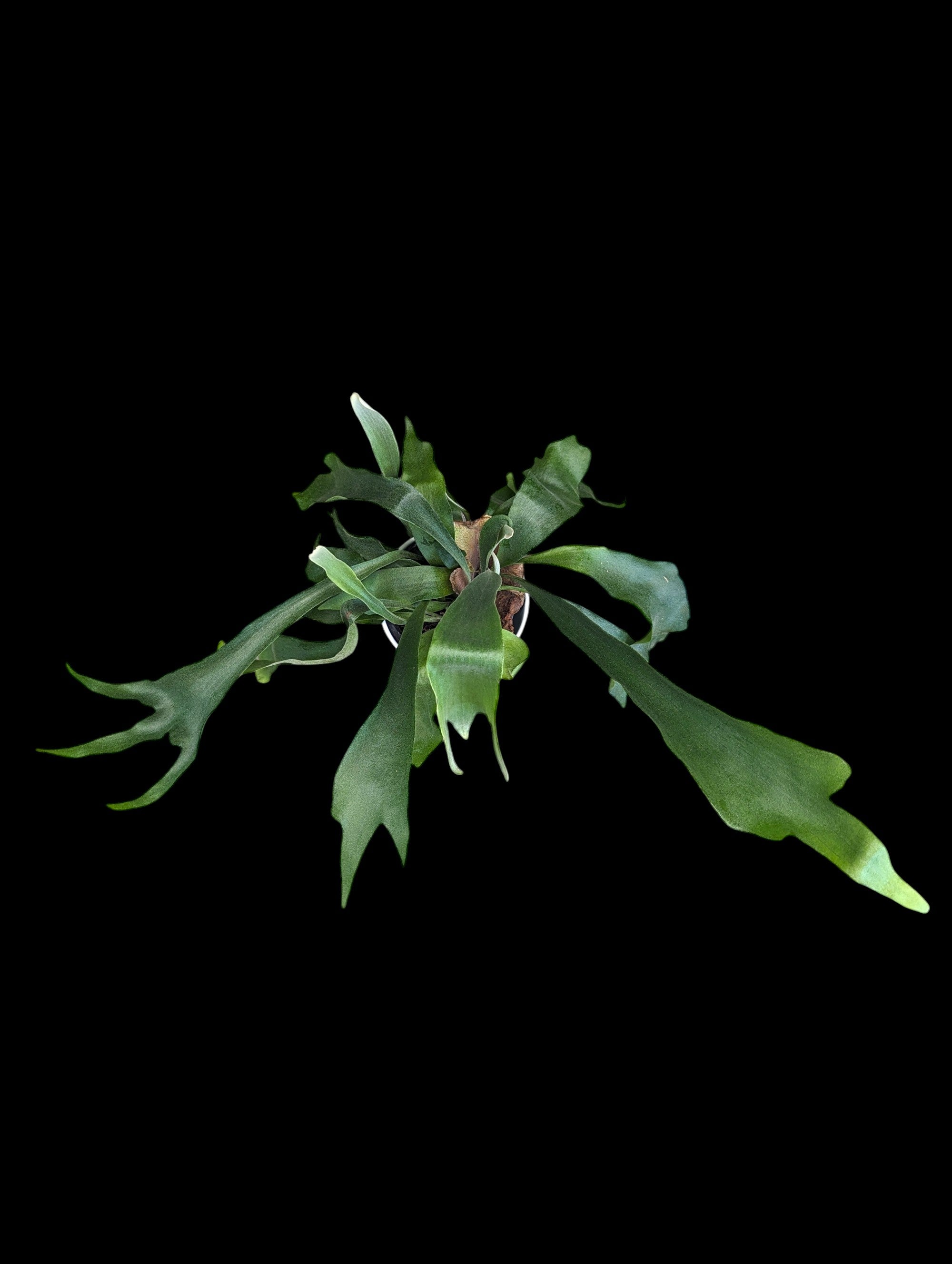 Staghorn Fern