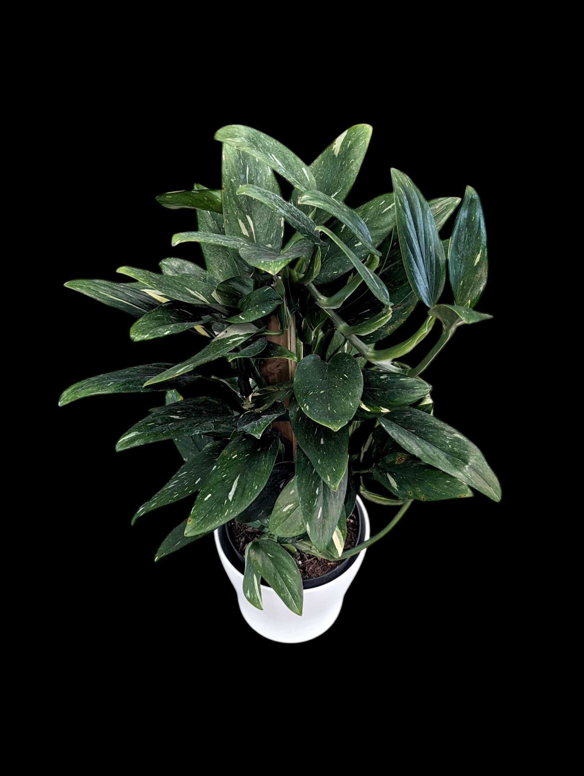 Monstera Standleyana Albo Variegata