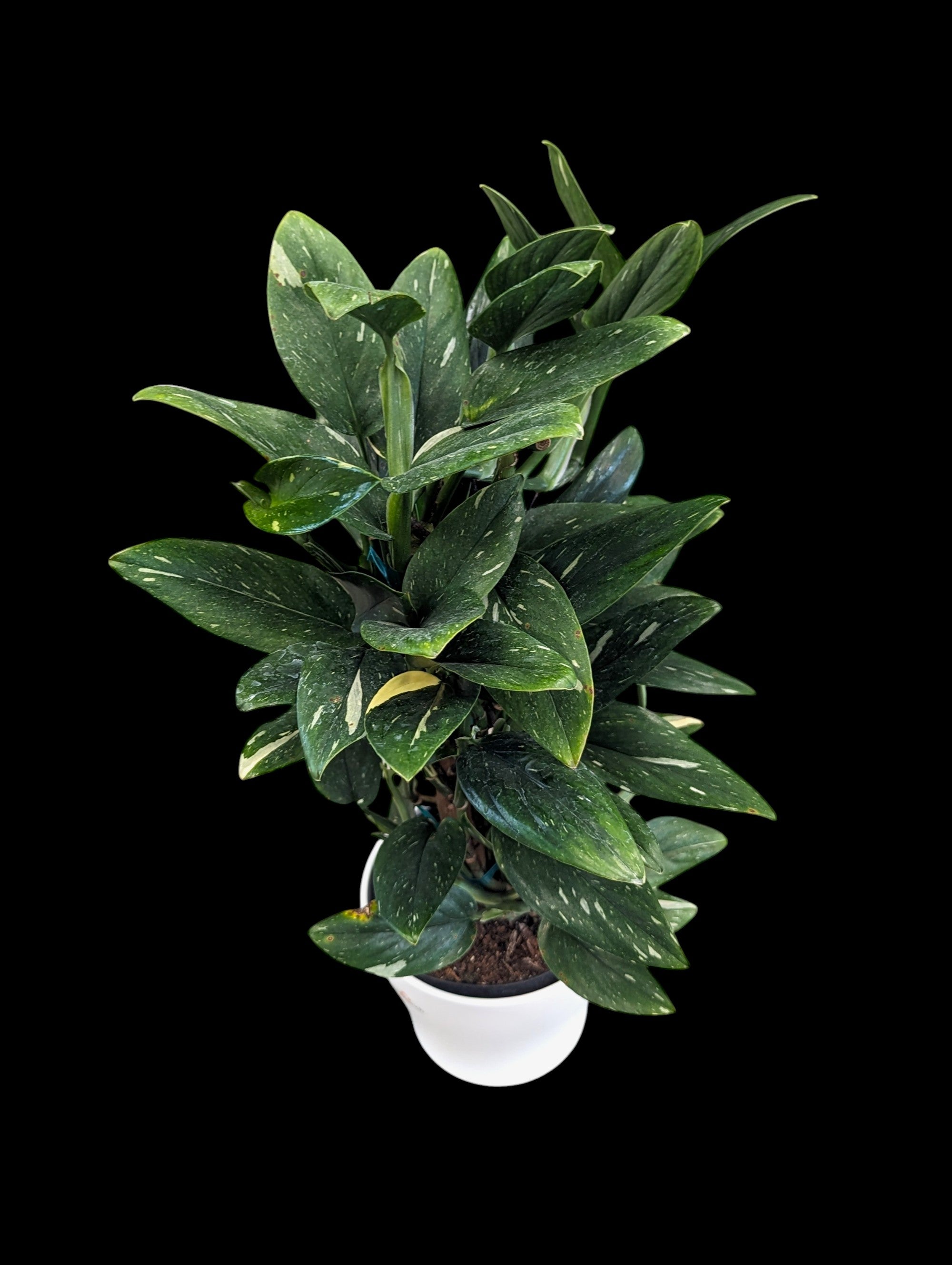 Monstera Standleyana Albo Variegata