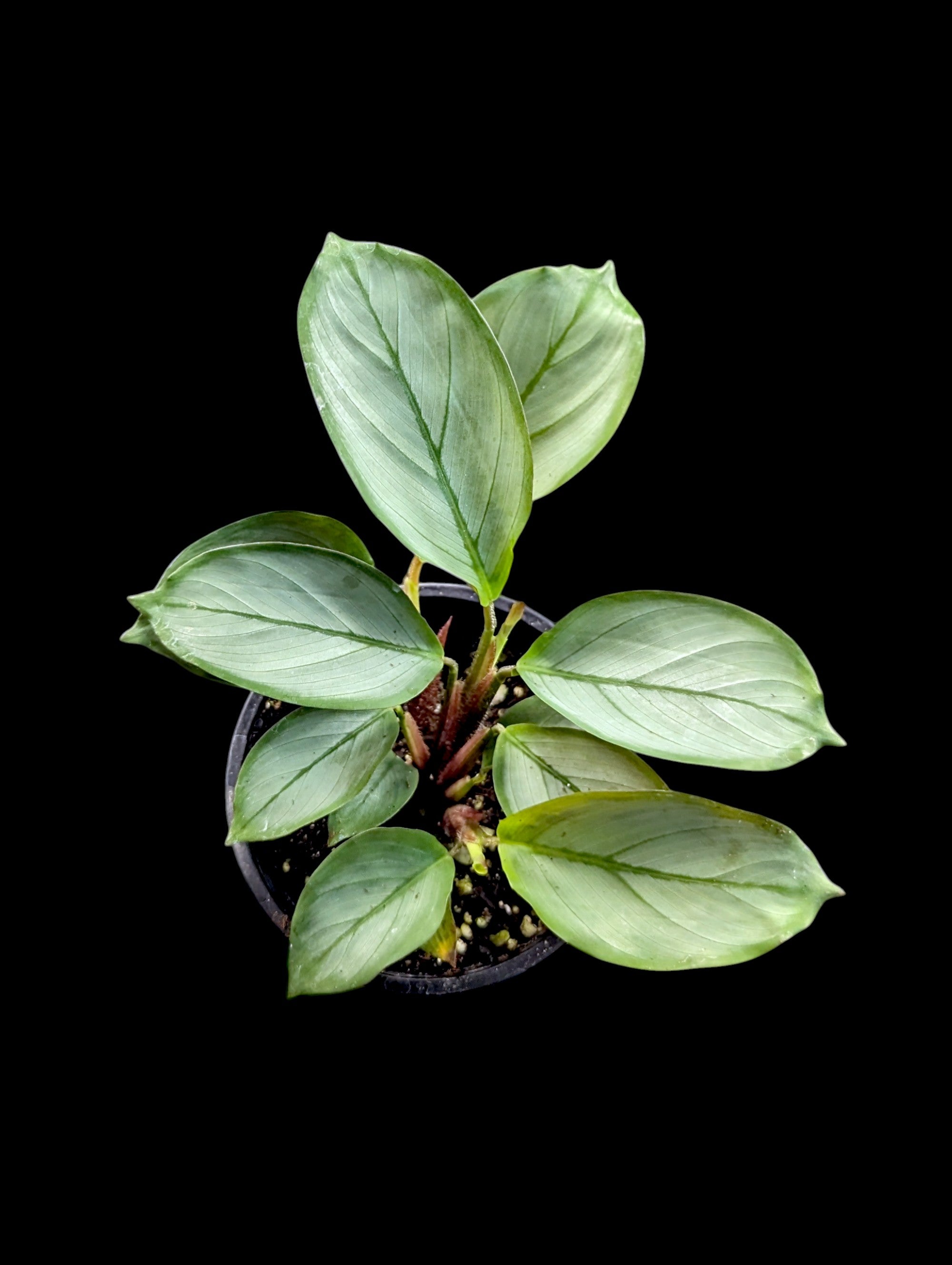 Ctenanthe grey star