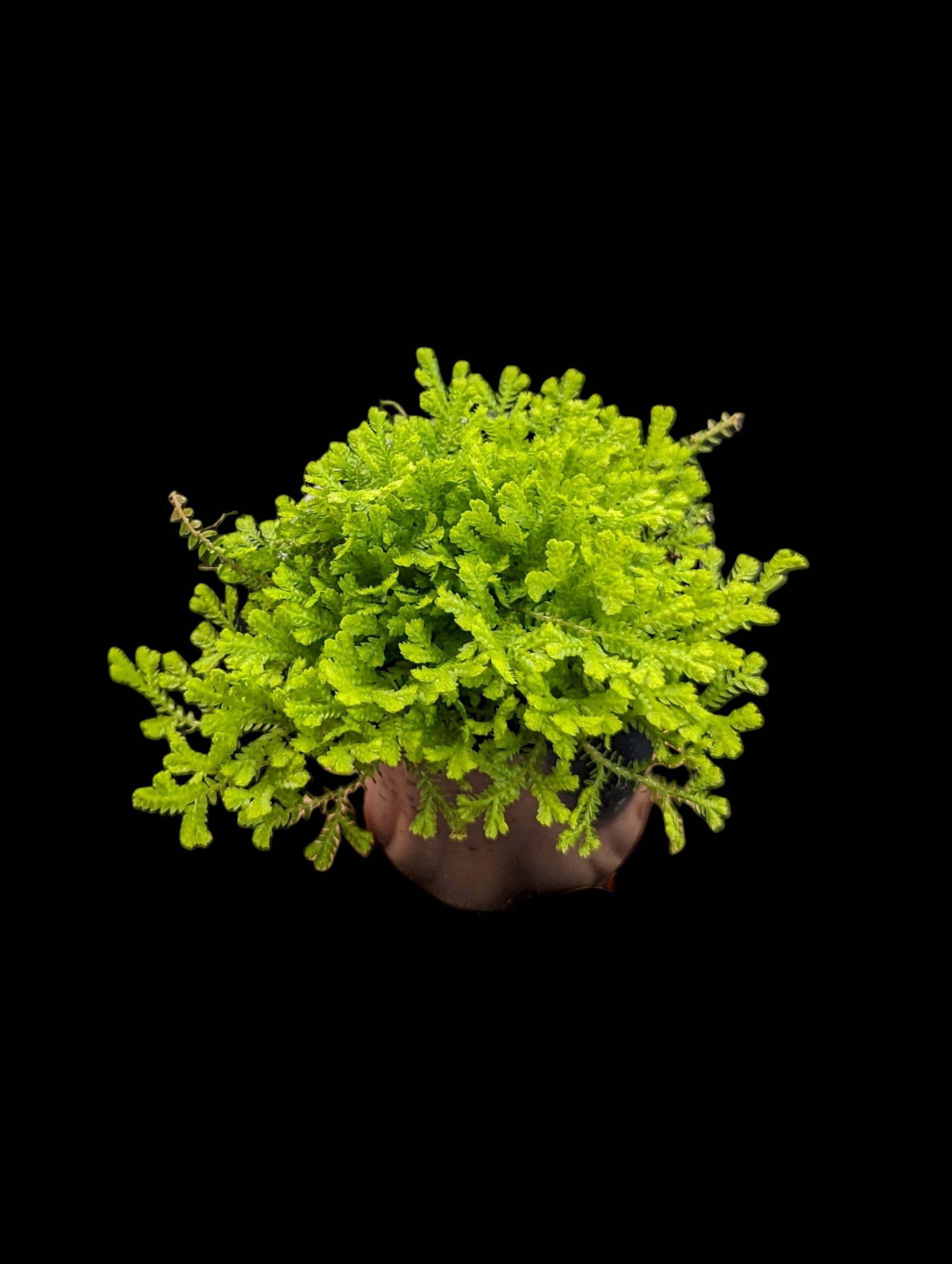 Golden Clubmoss