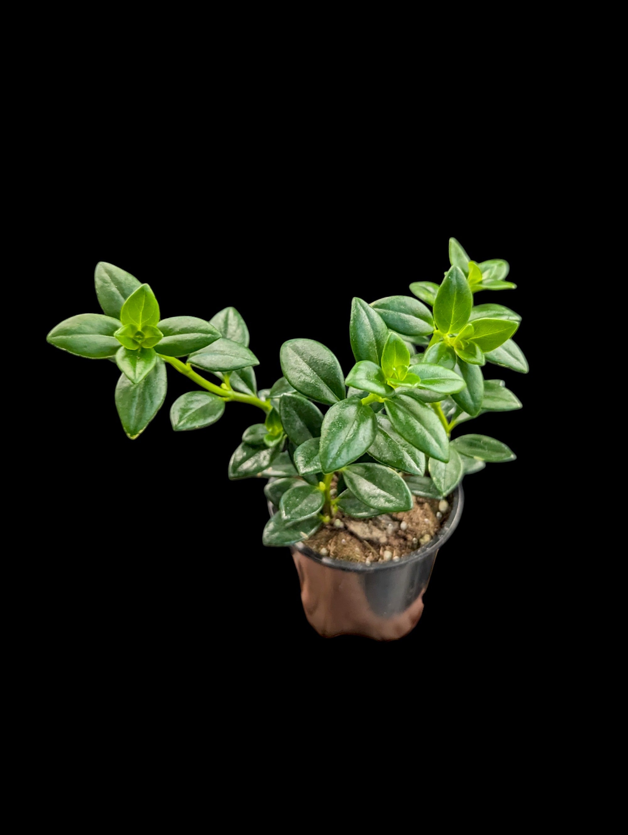 Goldfish Plant