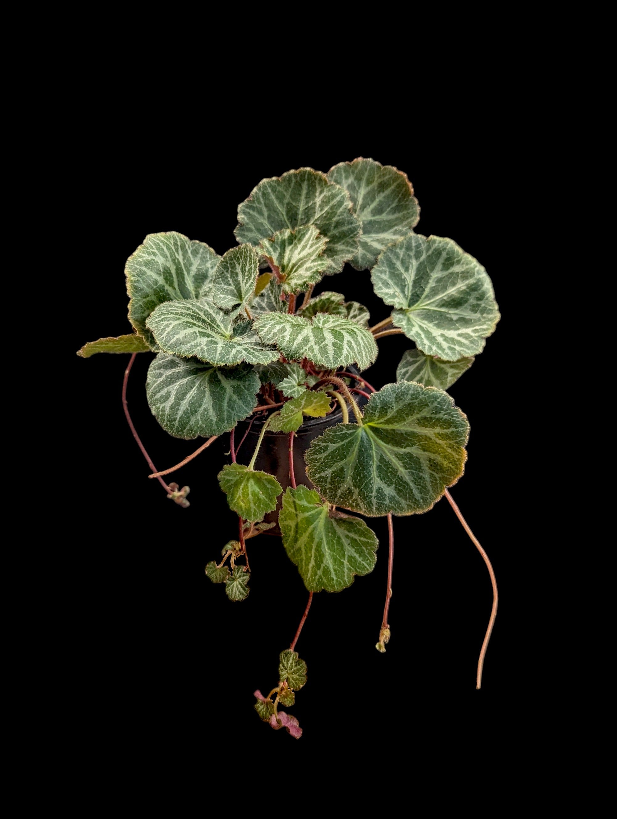 Strawberry Begonia