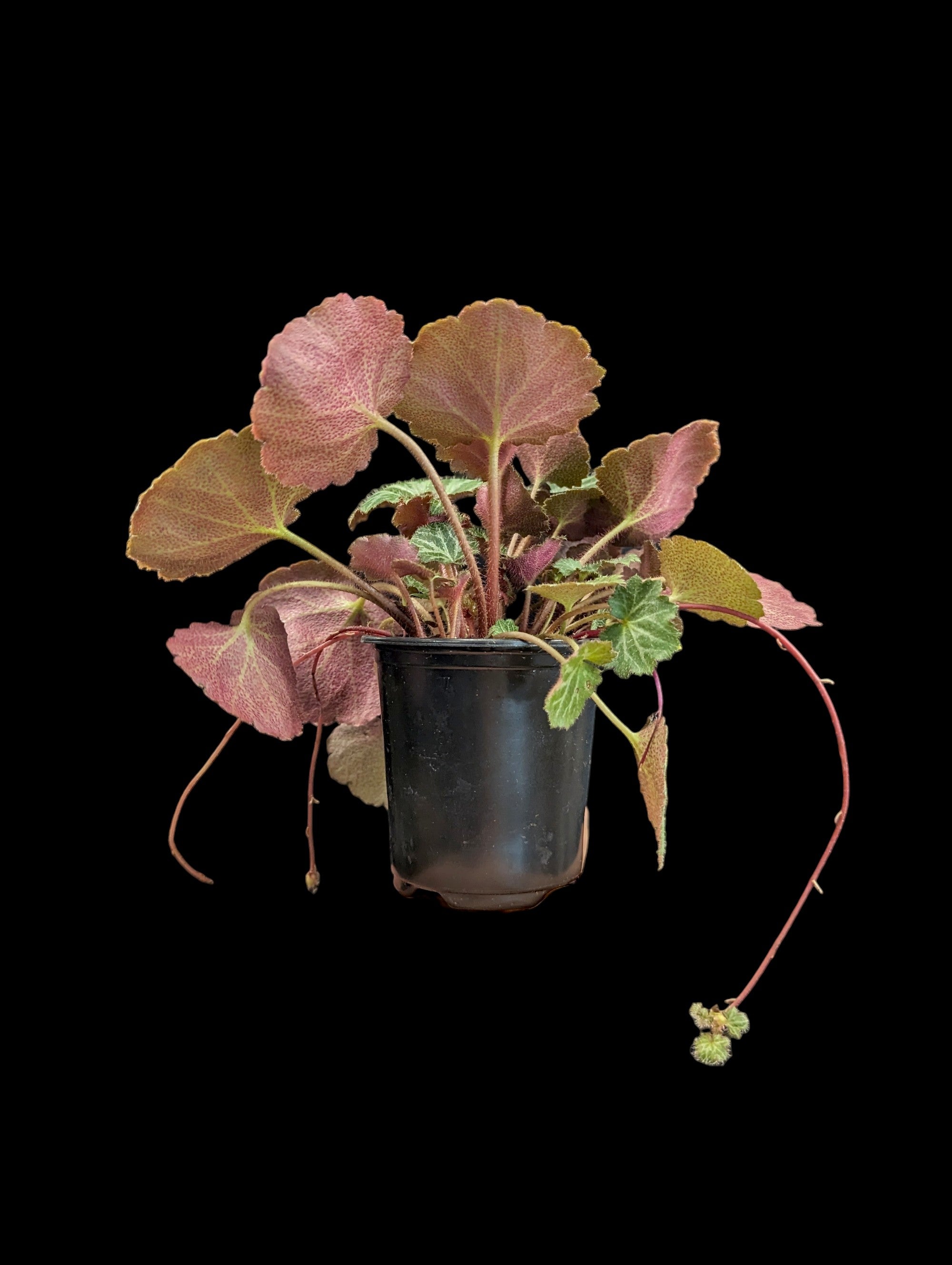 Bégonia fraise