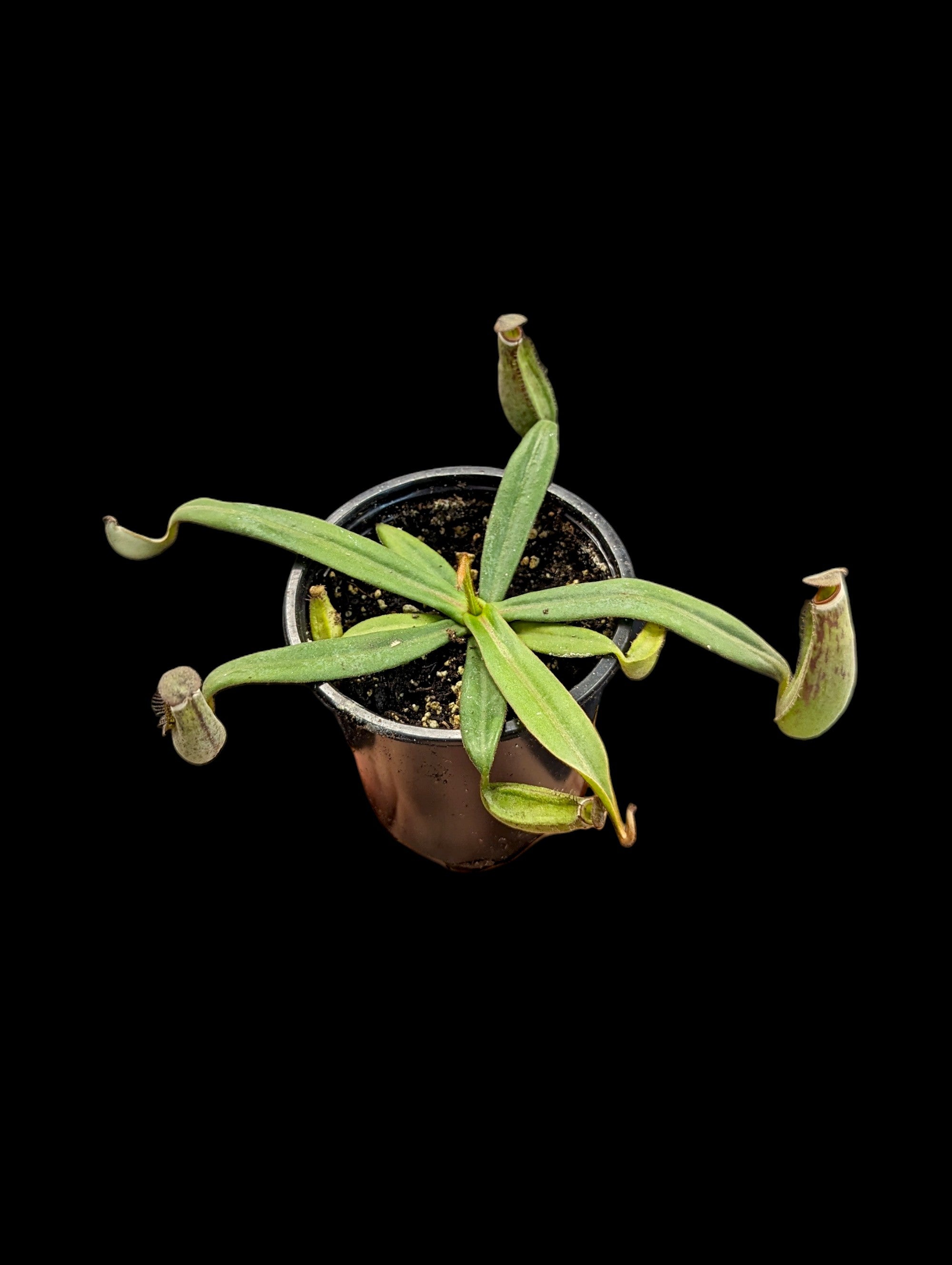 Nepenthes albomarginata