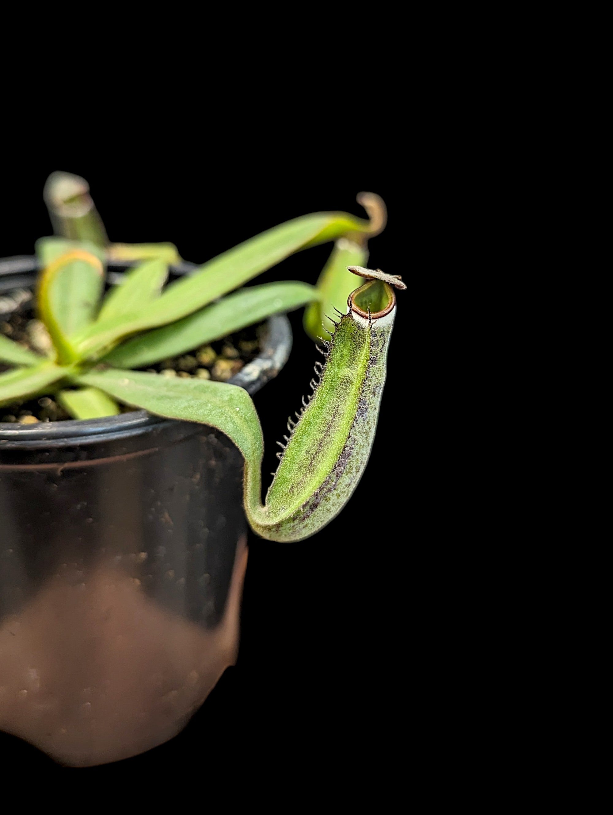 Nepenthes albomarginata
