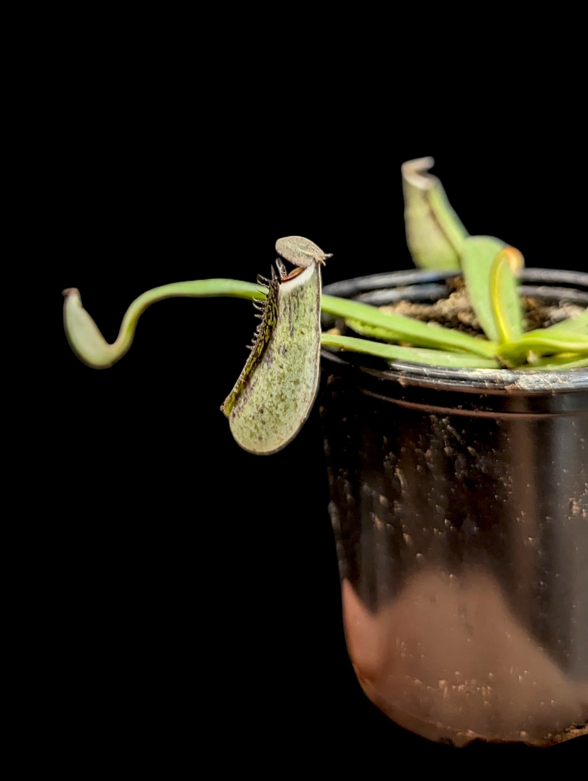 Nepenthes albomarginata