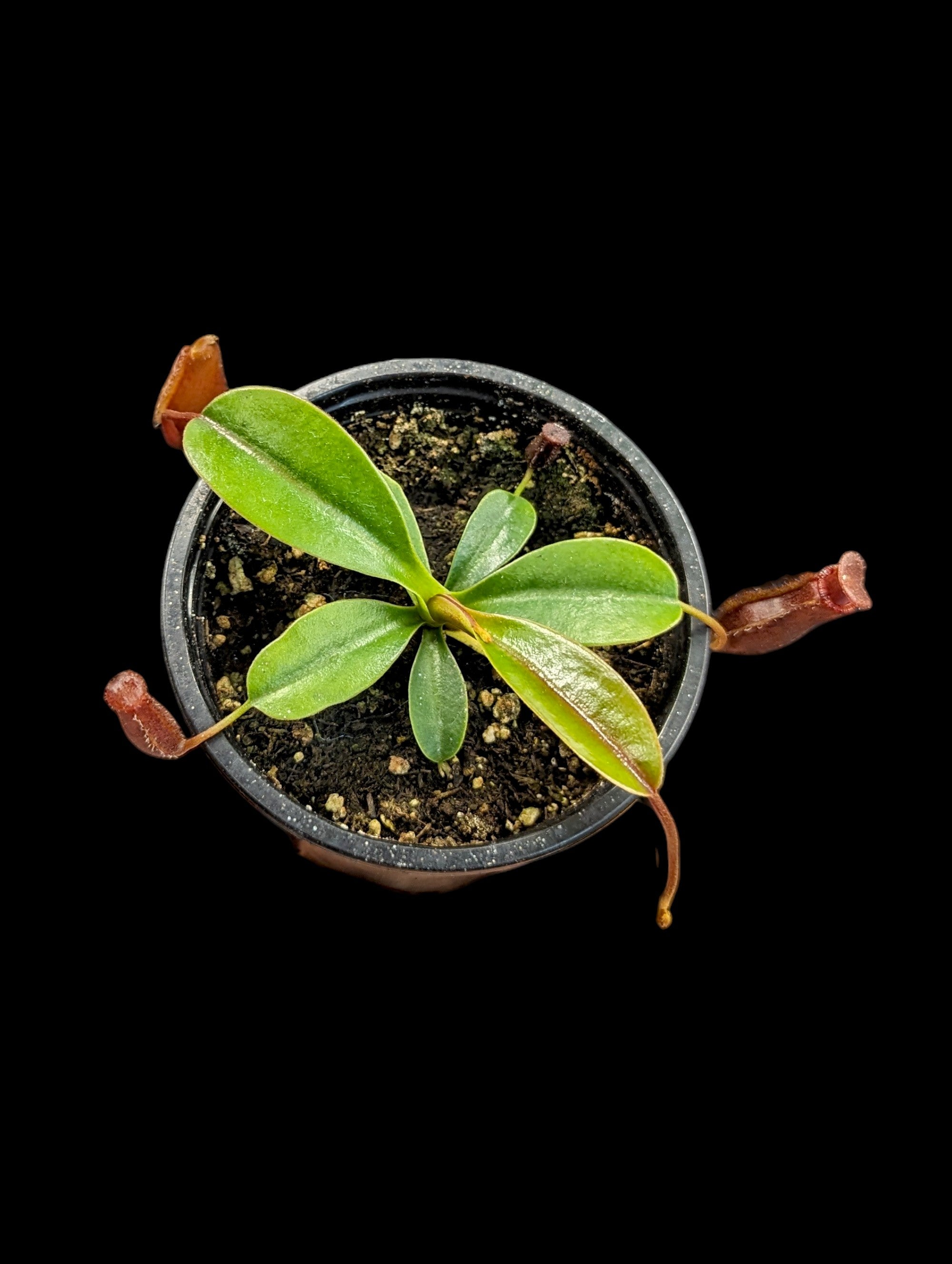 Nepenthes lowii x ventricosa