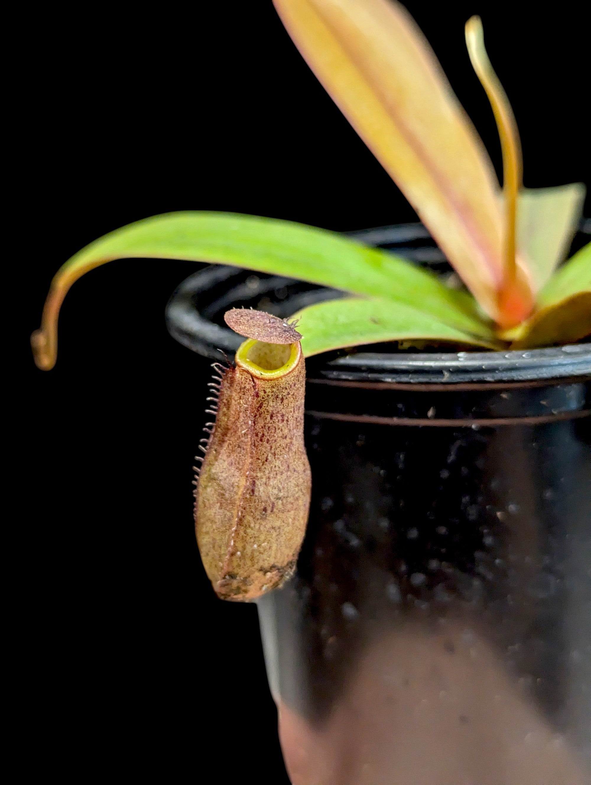Nepenthes Rebecca Soper