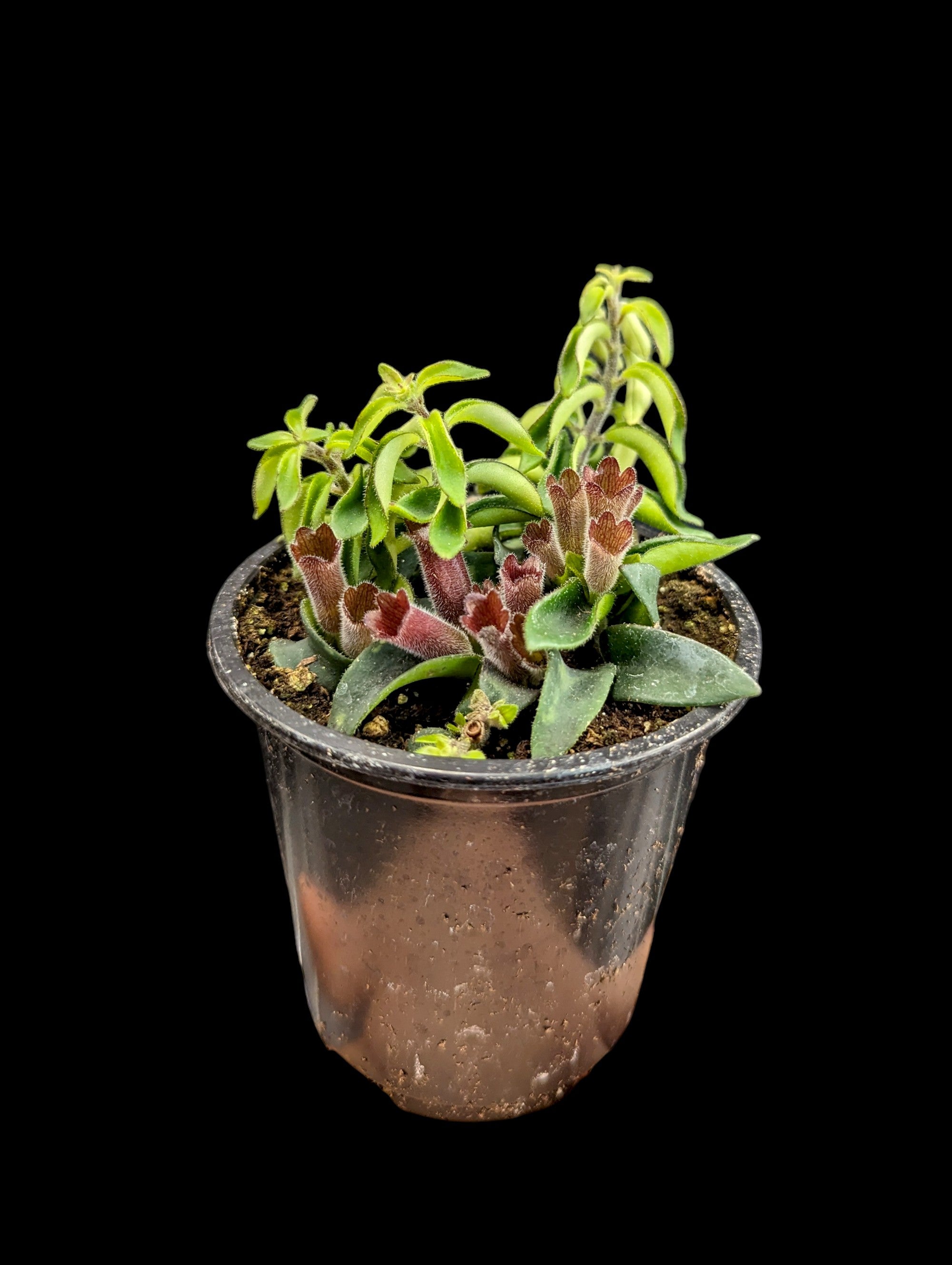 Twisted Lipstick Plant