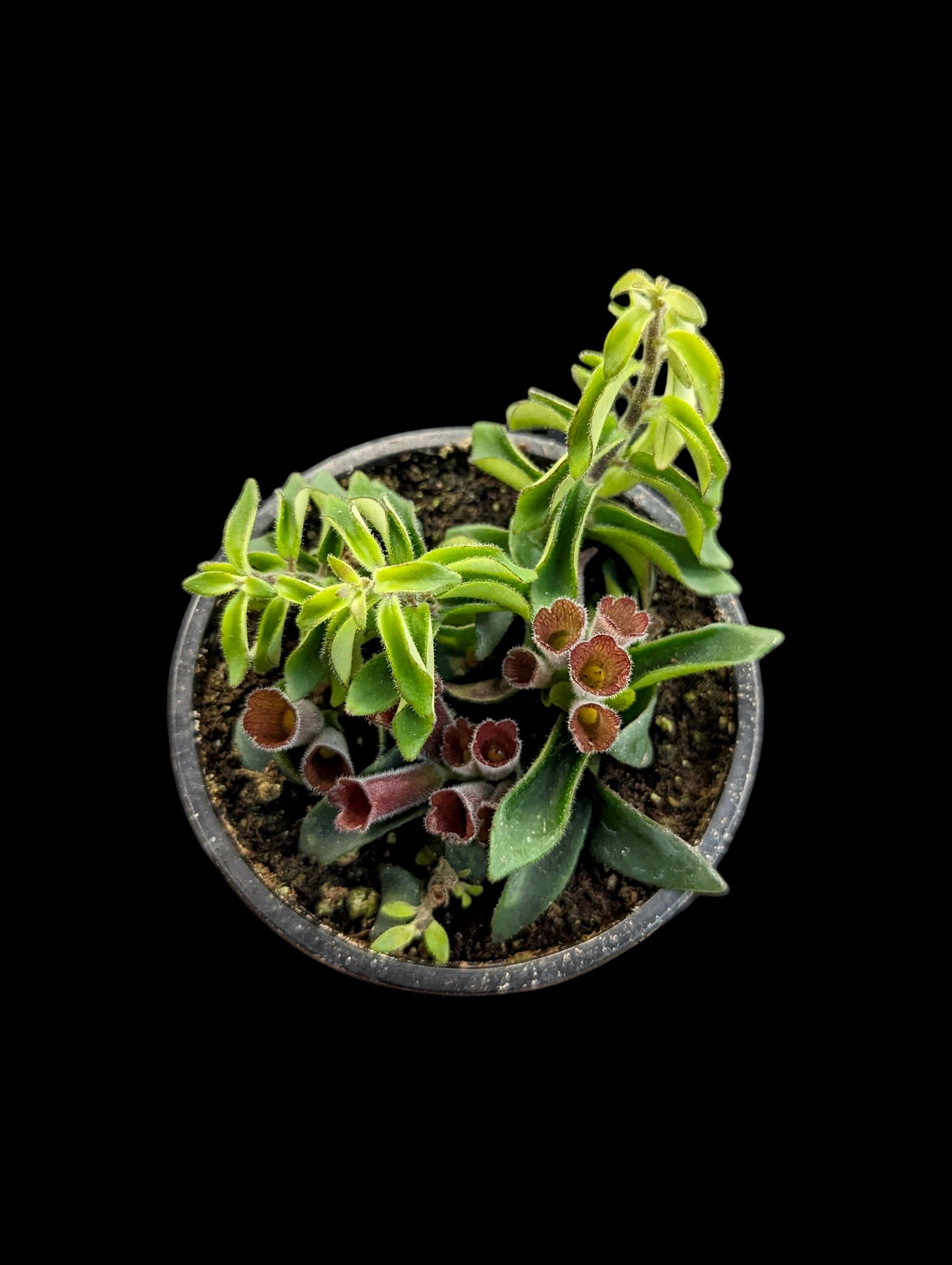 Twisted Lipstick Plant