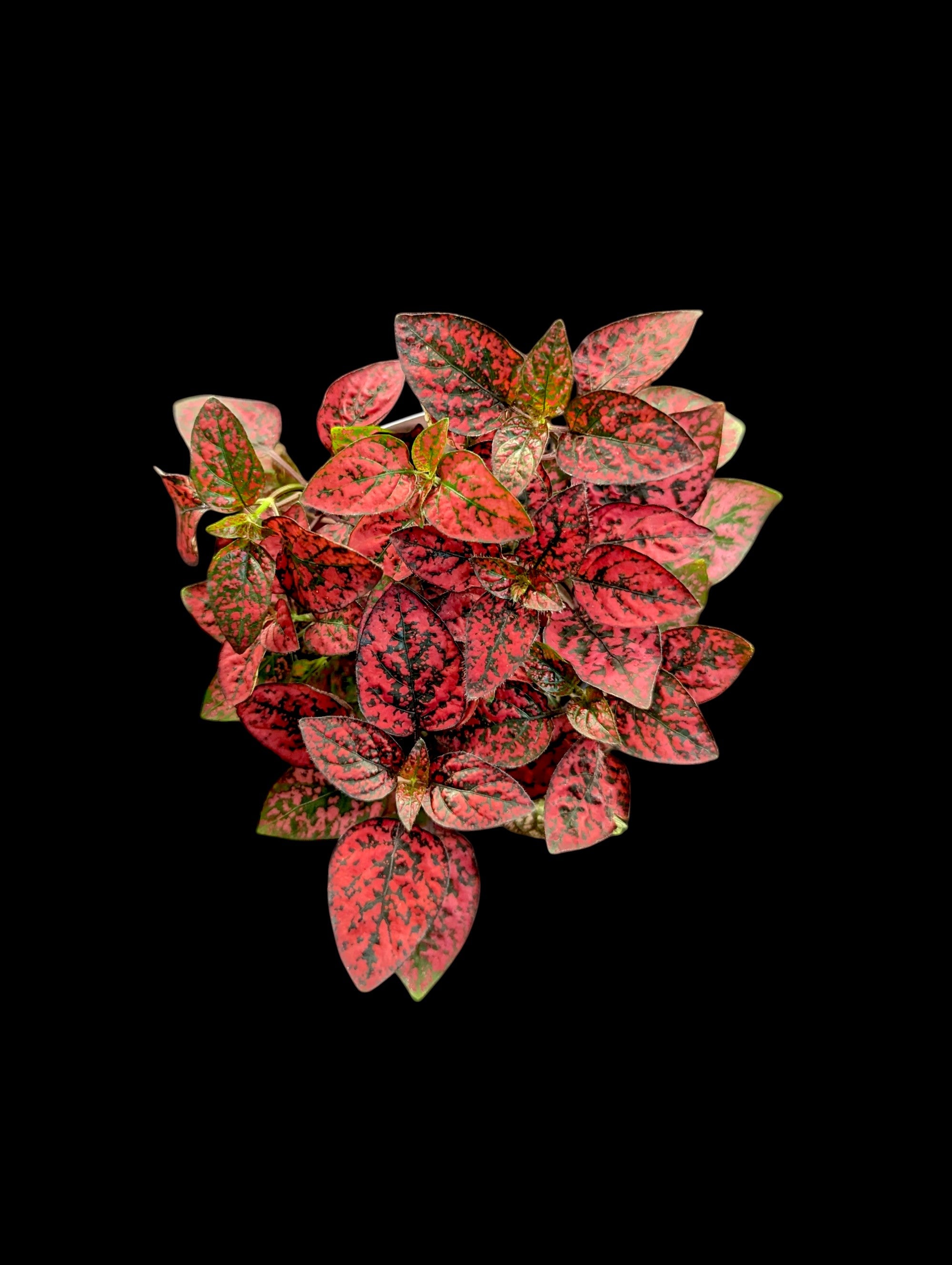 Polka Dot Plant (Hypoestes)