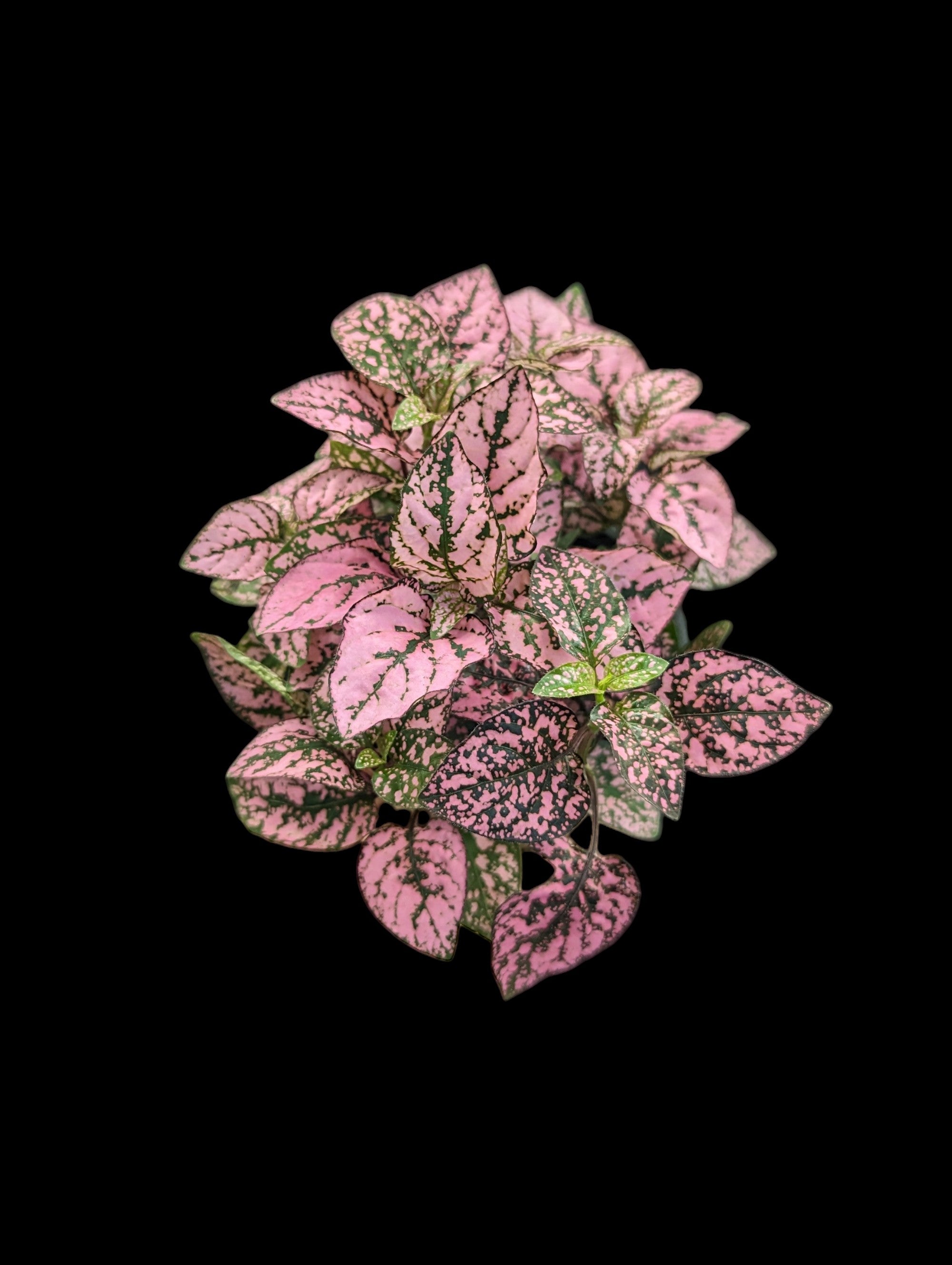 Plante à pois (Hypoestes)