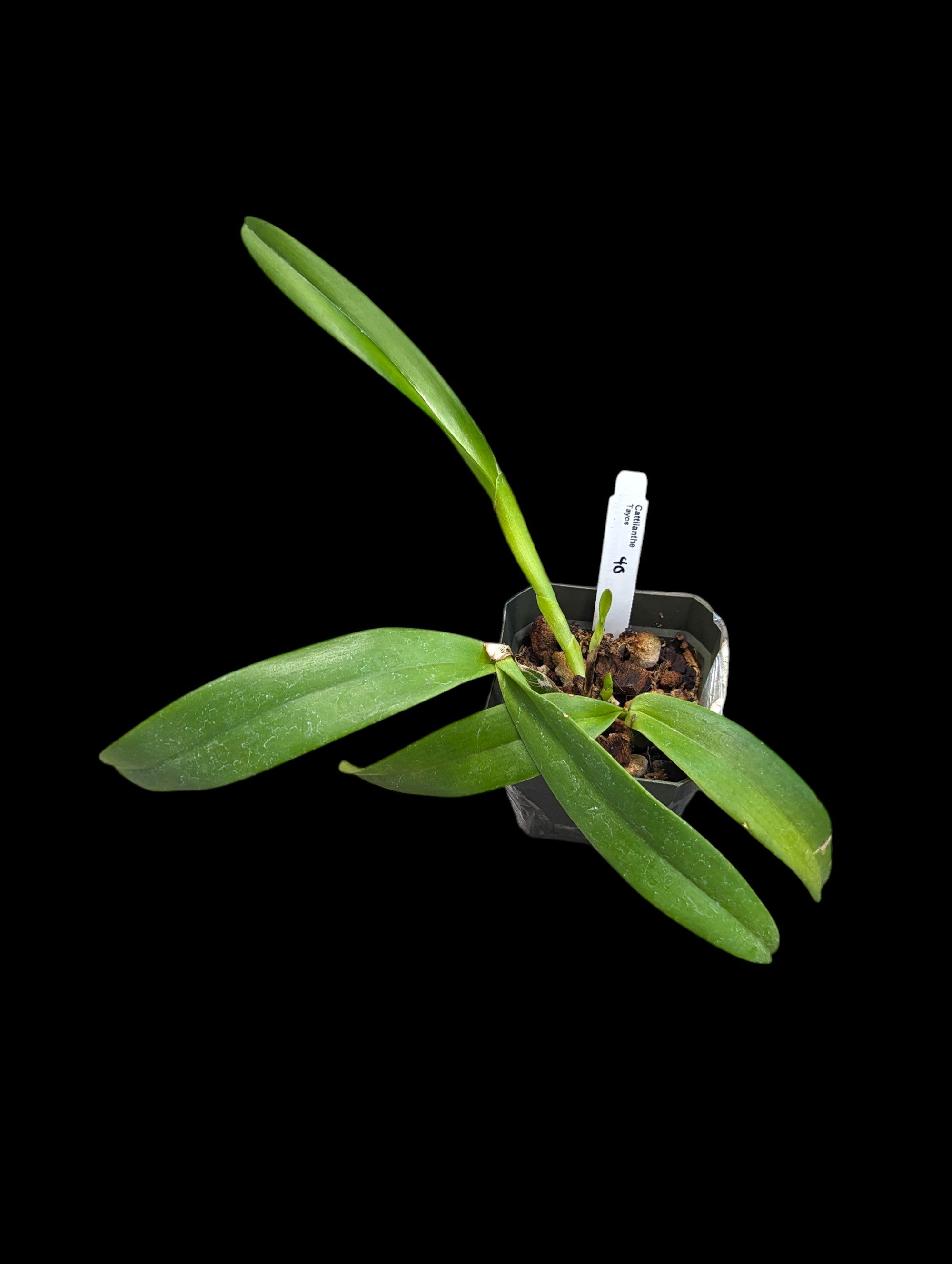 Cattlianthe Tayos