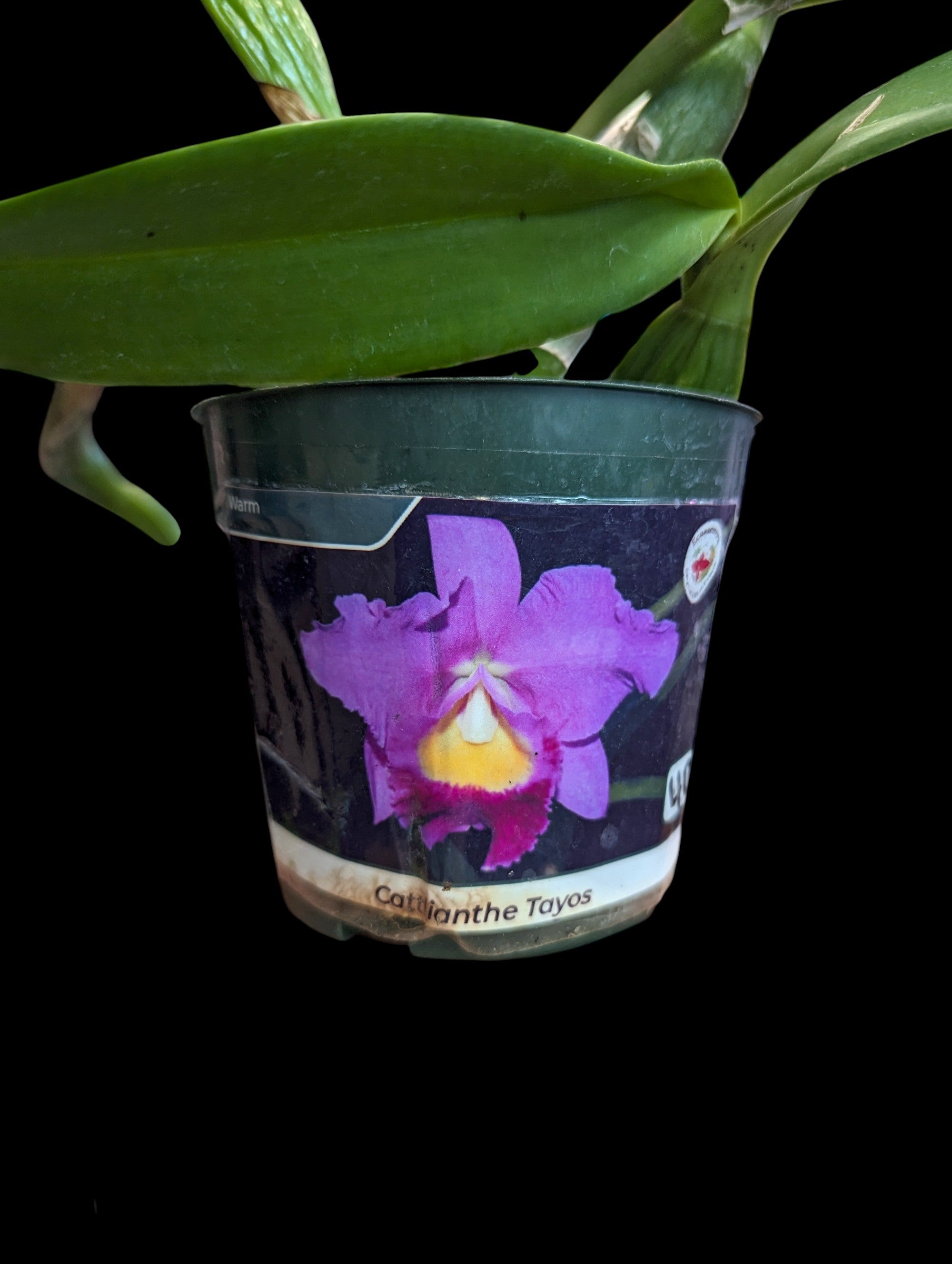 Cattlianthe Tayos