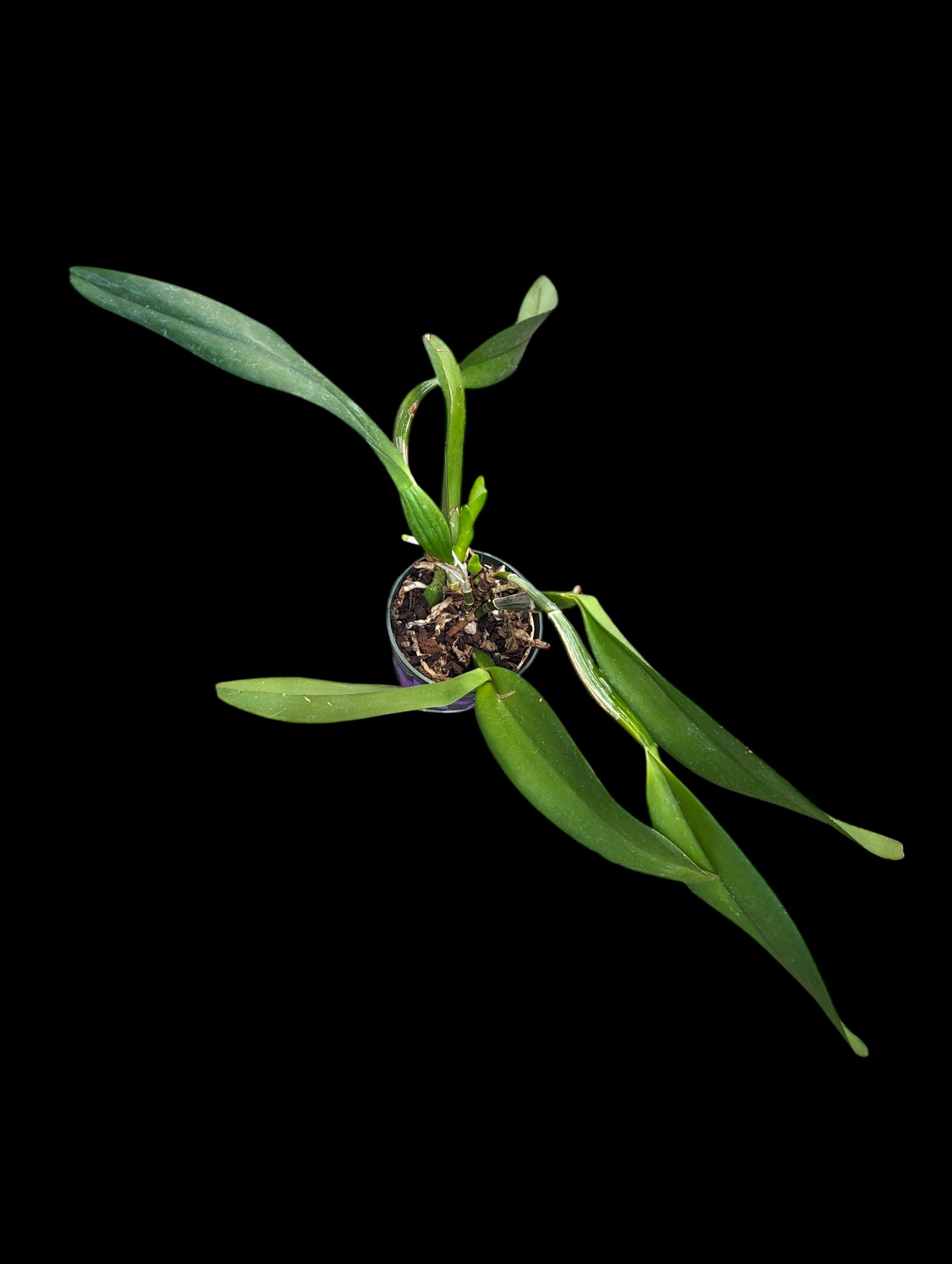 Cattlianthe Tayos