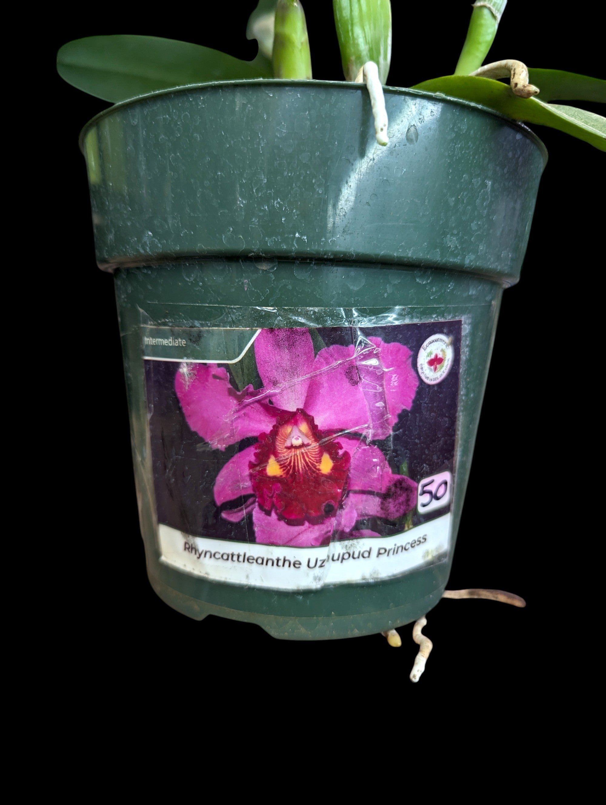 Rhynocattleanthe Uzhupud Princess