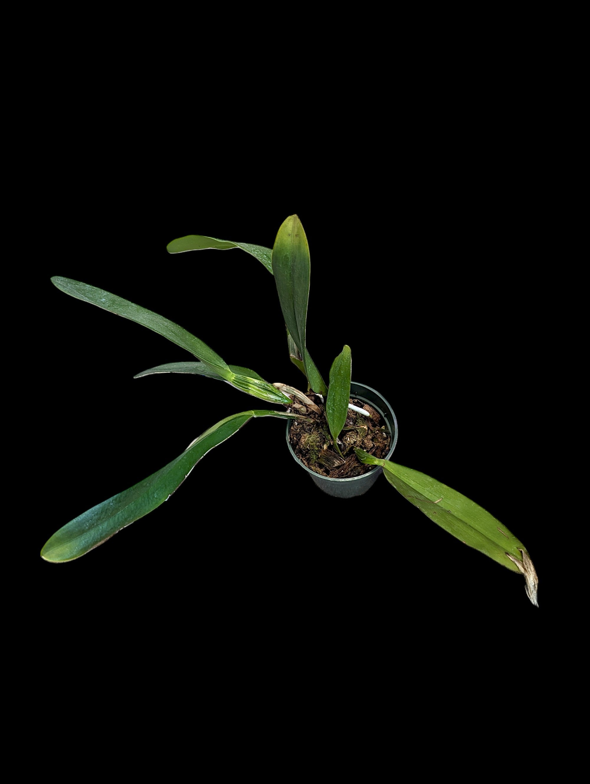 Rhyncholaeliocattleya Alma Kee 'Tipmalee'