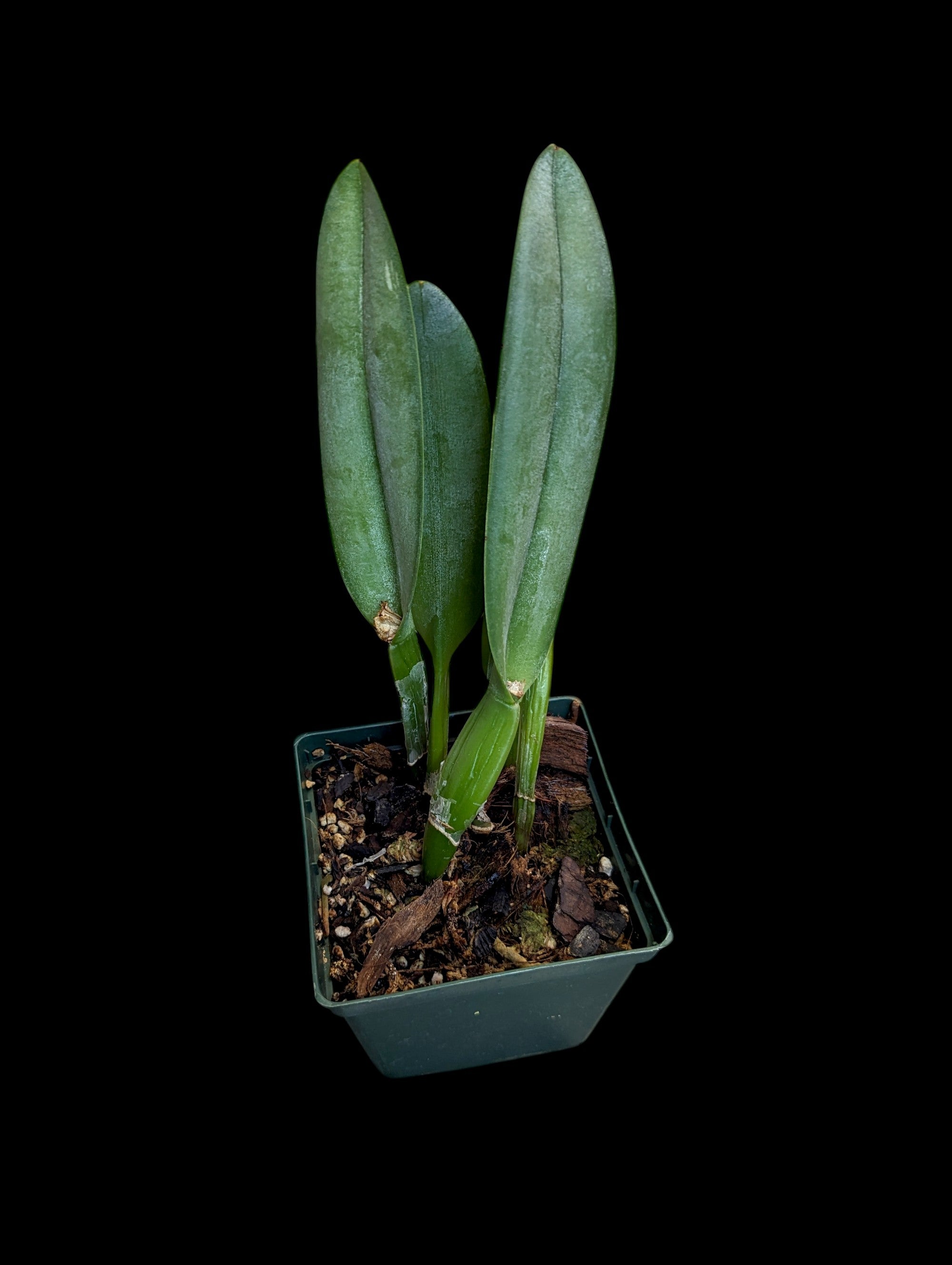 Rhyncholaelia Aristocrat (glauca x digbyana)