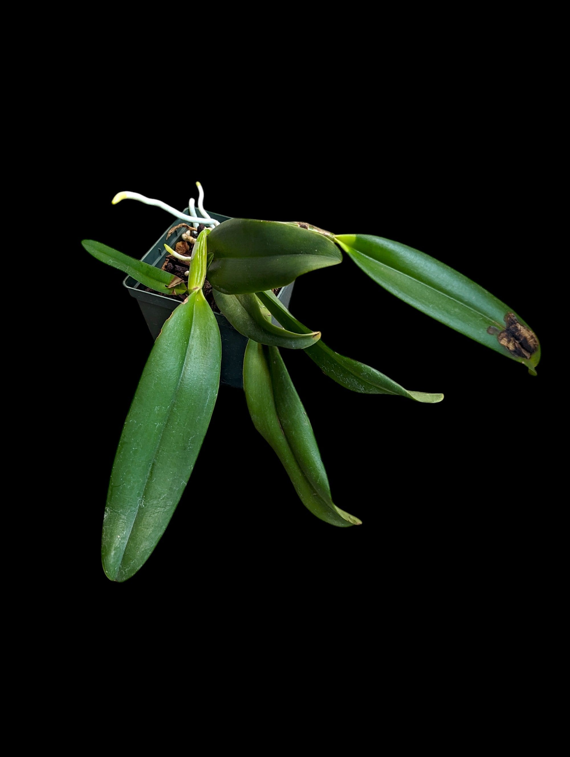 Rhyncholaeliocattleya Village Chief Choler