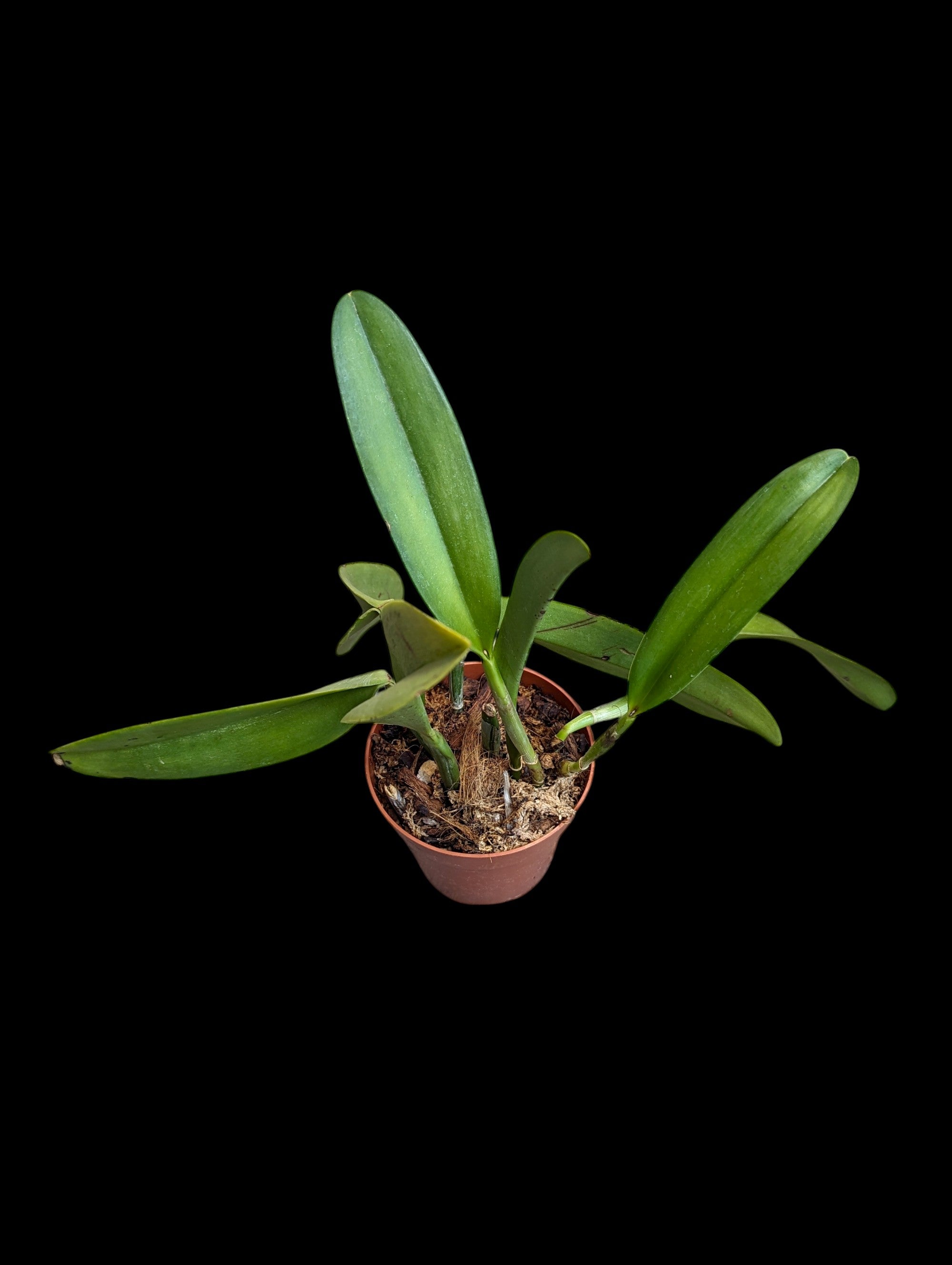 Rhyncholaeliocattleya Memora Pipa Garcia Recinos