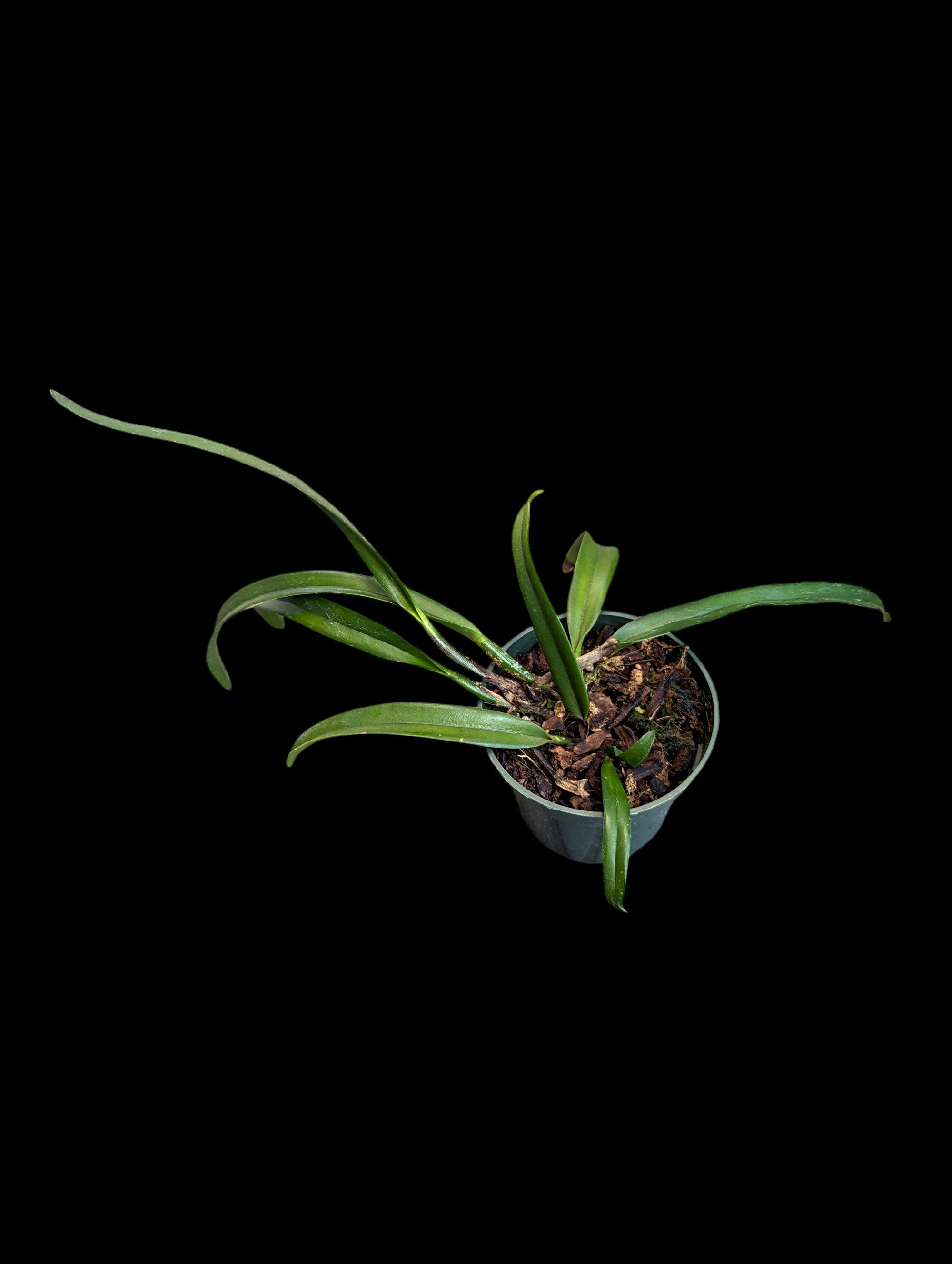 Rhynchobrassoleya TLDC Phénix Divin 'Ptérodactyle' SM/WOC