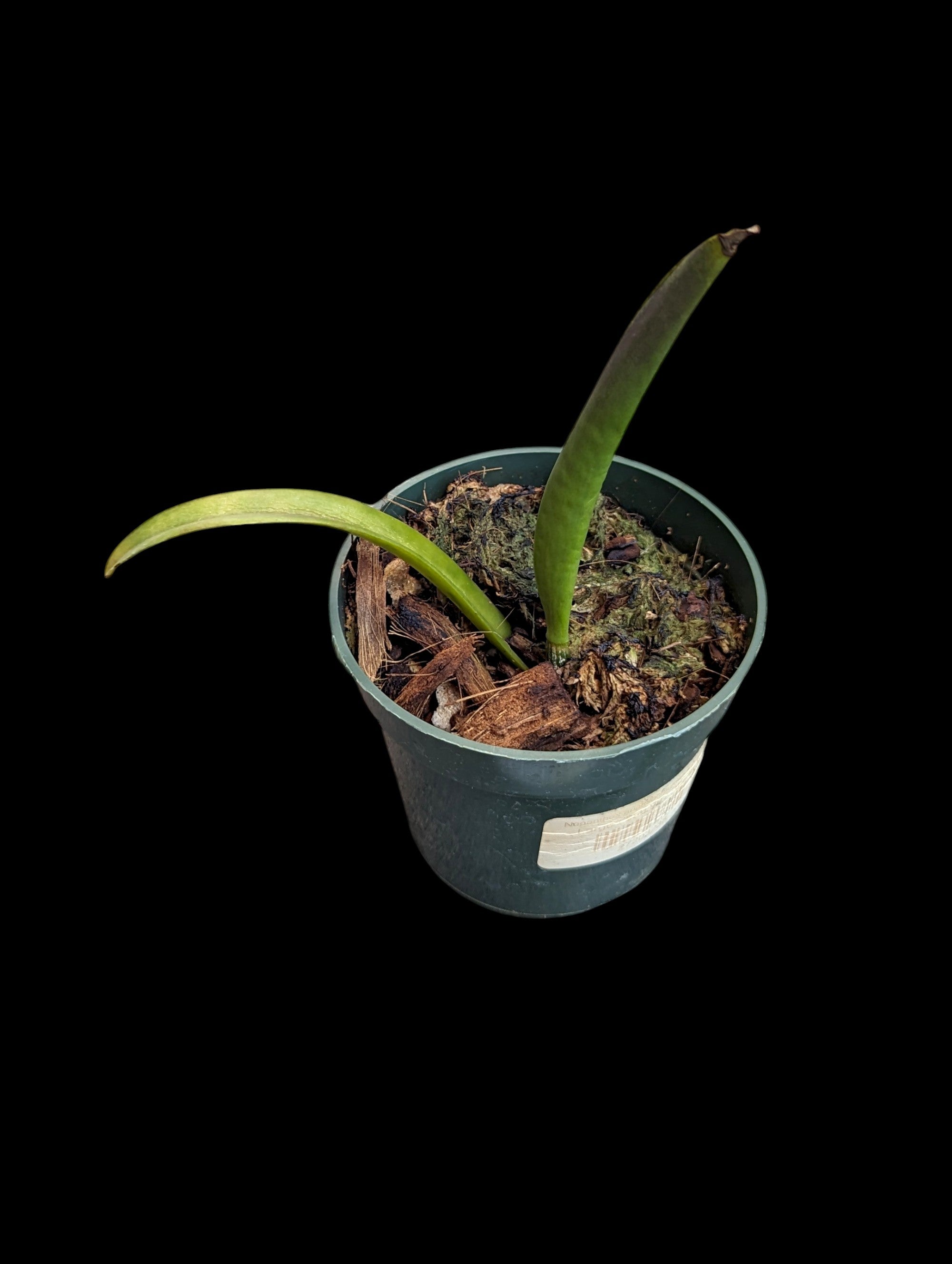 Rhynchobrassoleya TLDC Divine Phoenix 'Pterodactyl' SM/WOC