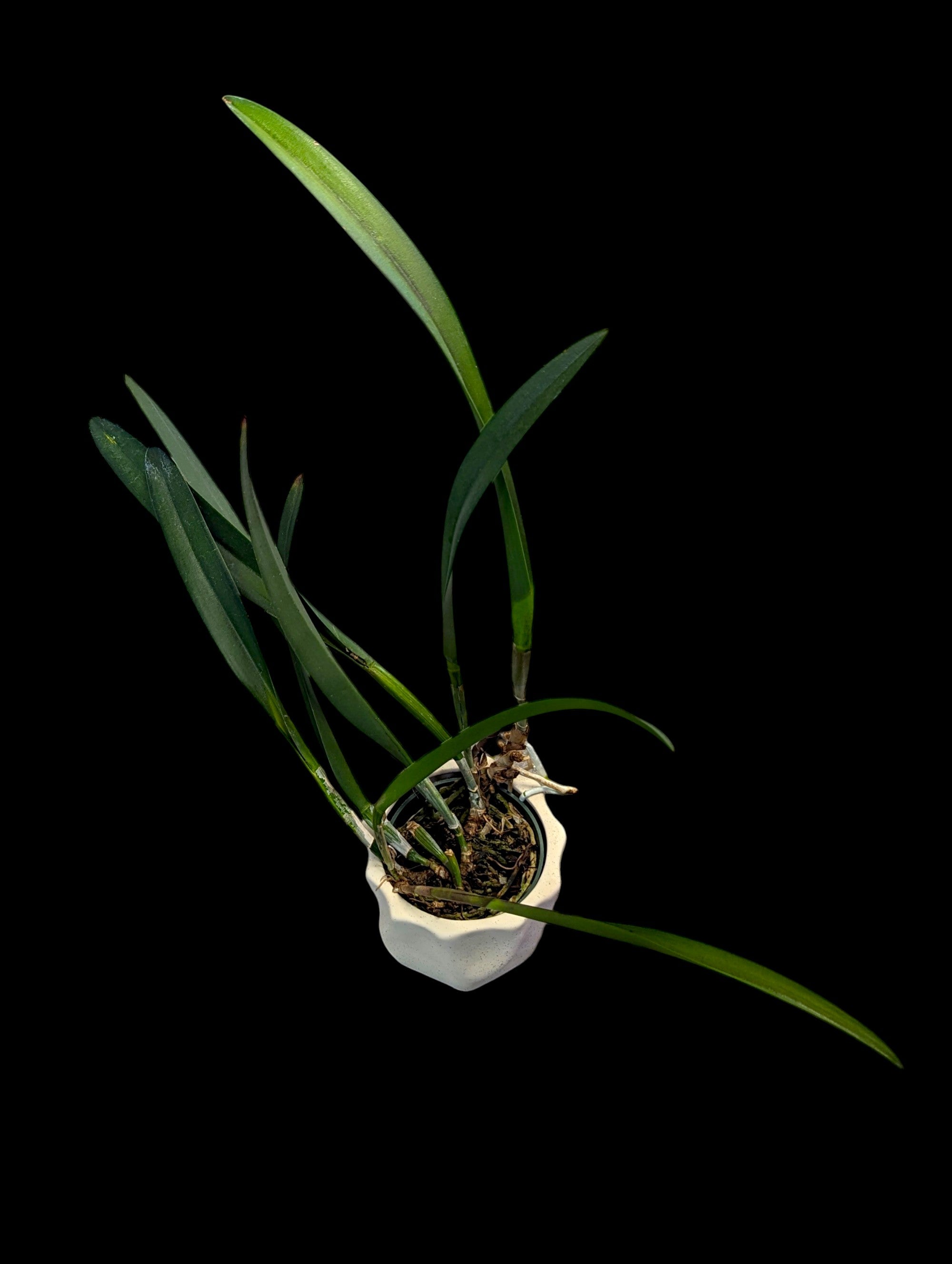 Rhynchobrassoleya Purple Cricket